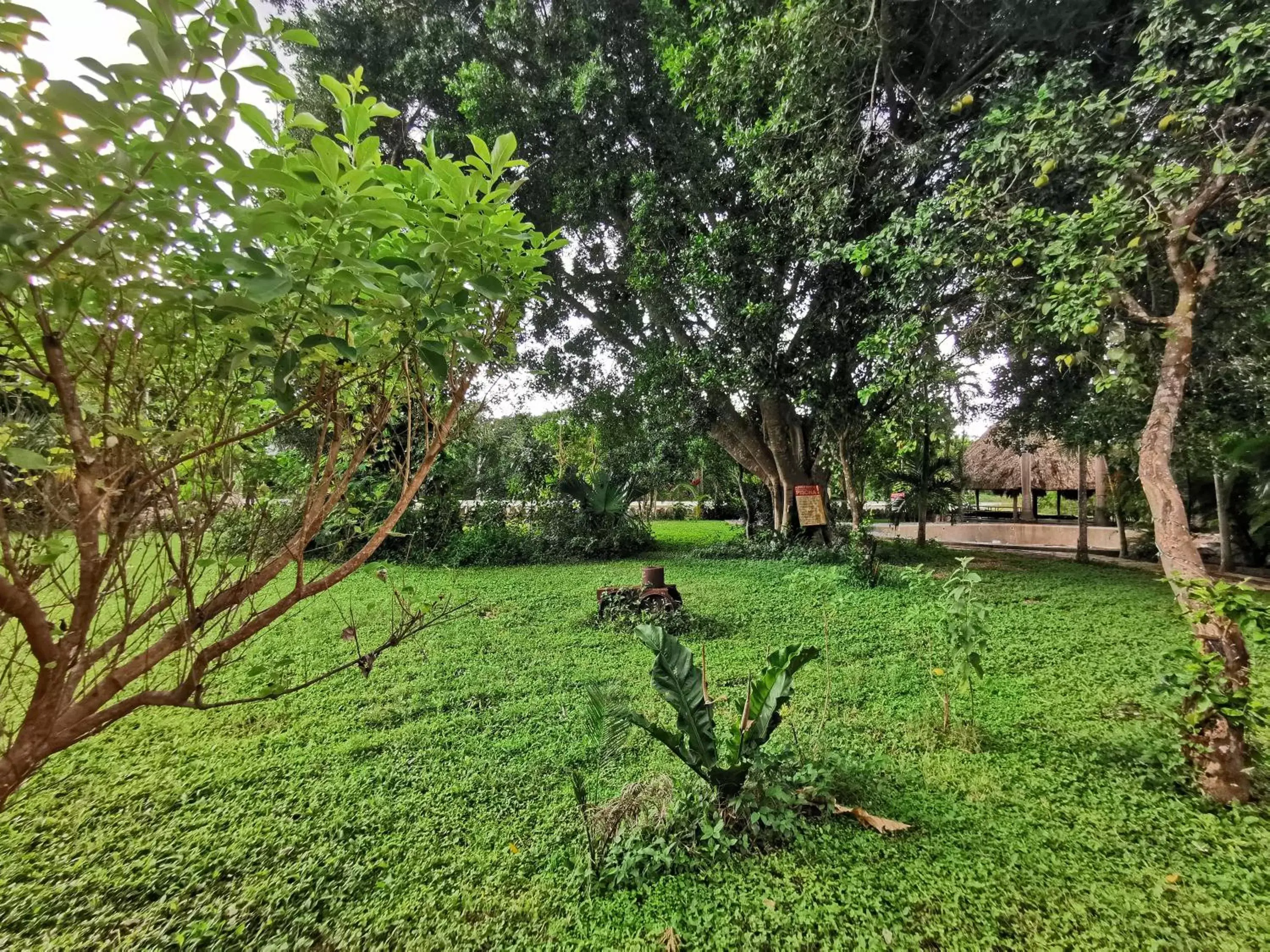 Garden in Hotel Doralba Inn Chichen