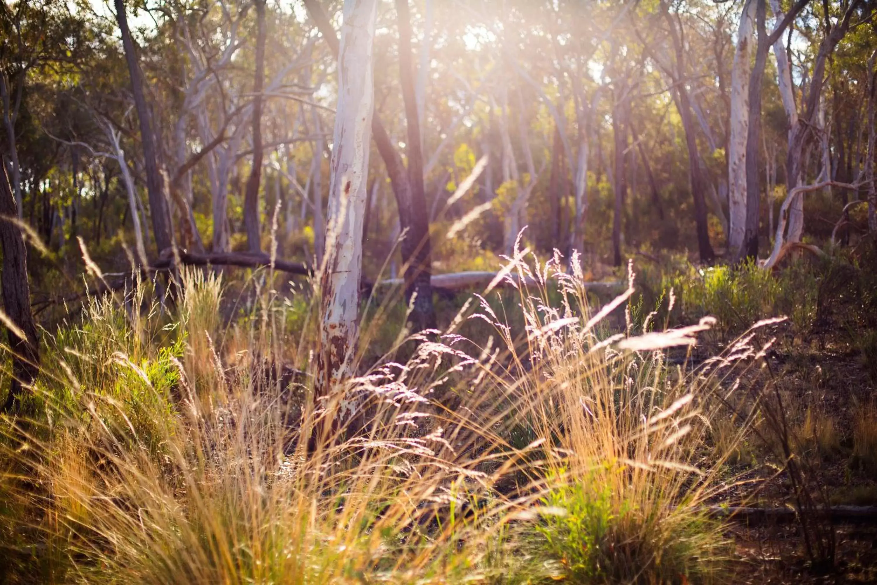 Off site in Alivio Tourist Park Canberra