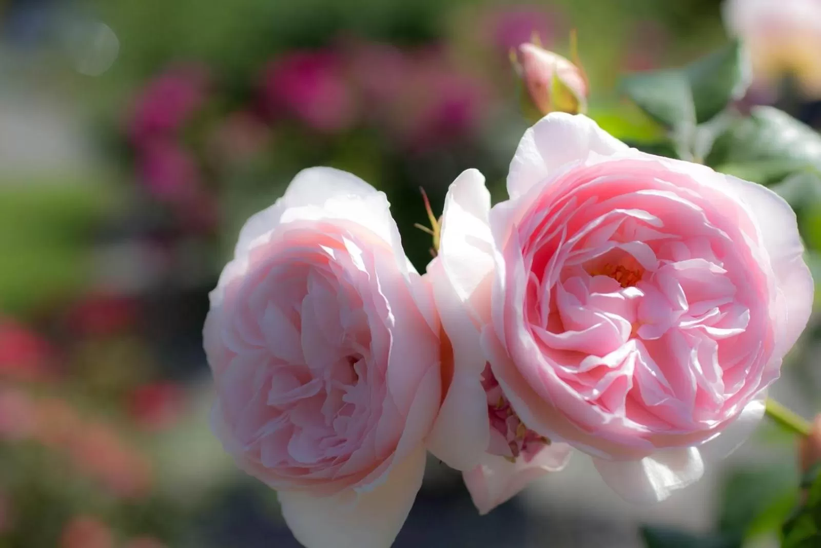 Garden in Kathleens Country House