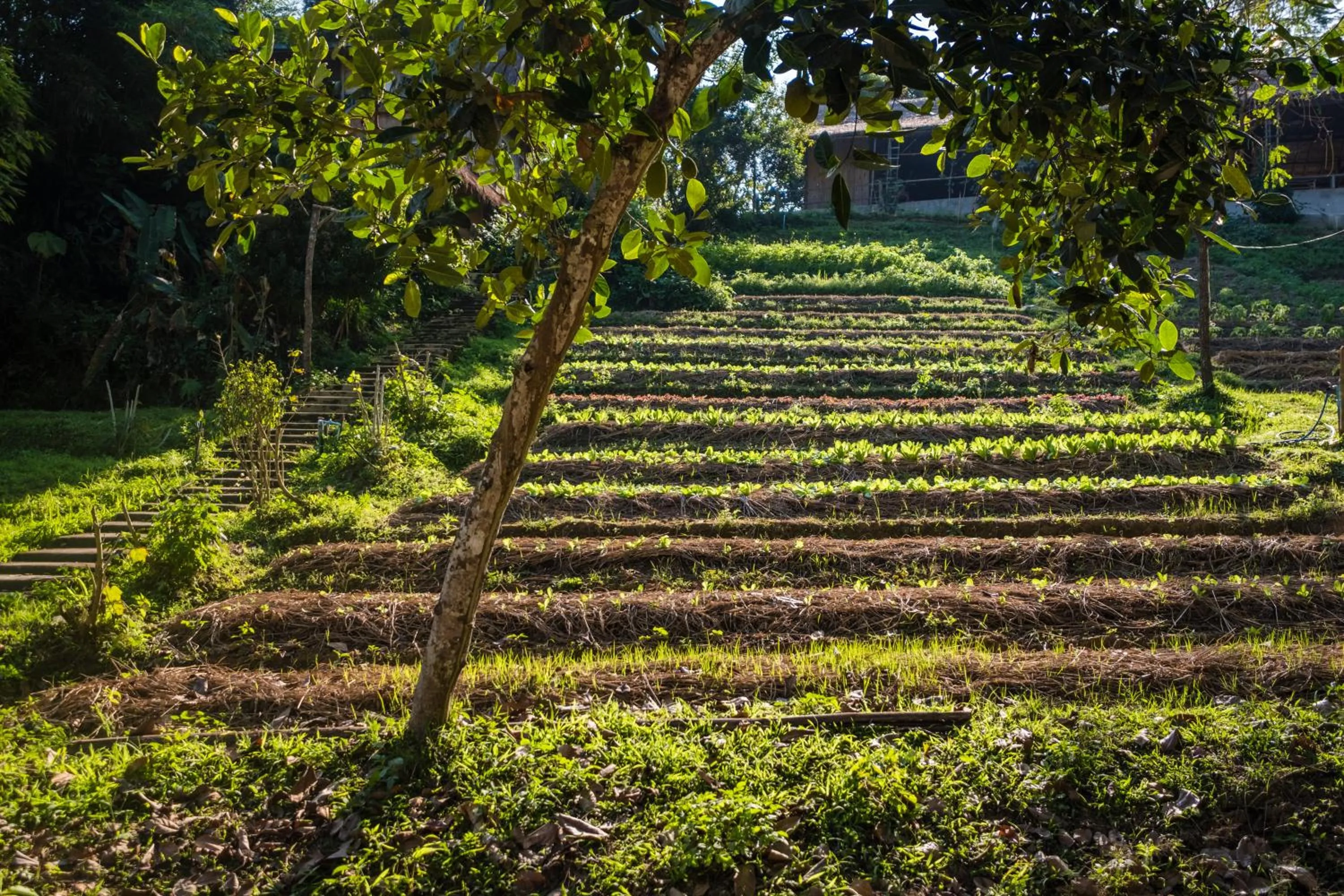 Hiking in Phu Chaisai Chiang Rai Mountain Resort