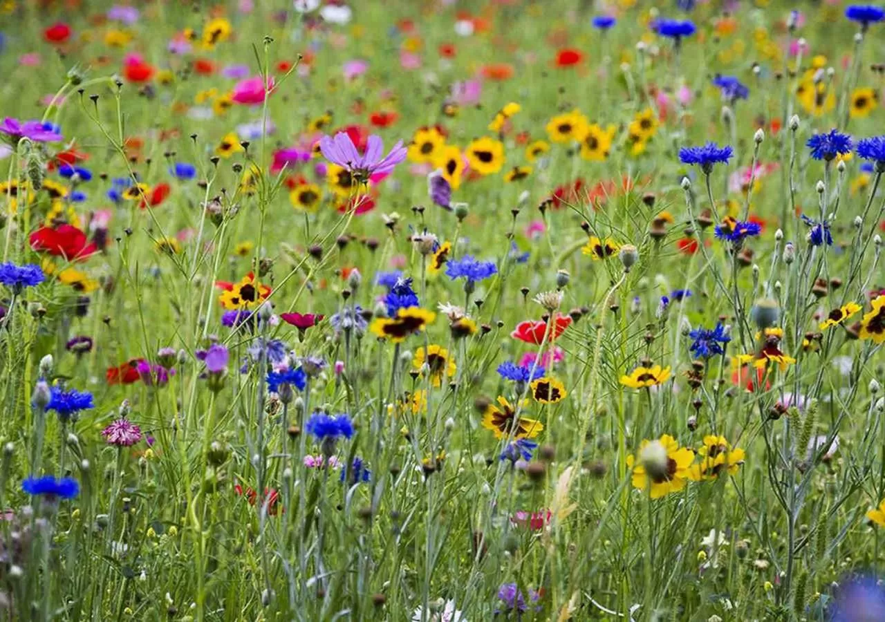 Natural landscape, Other Animals in Sunflower Hill Inn