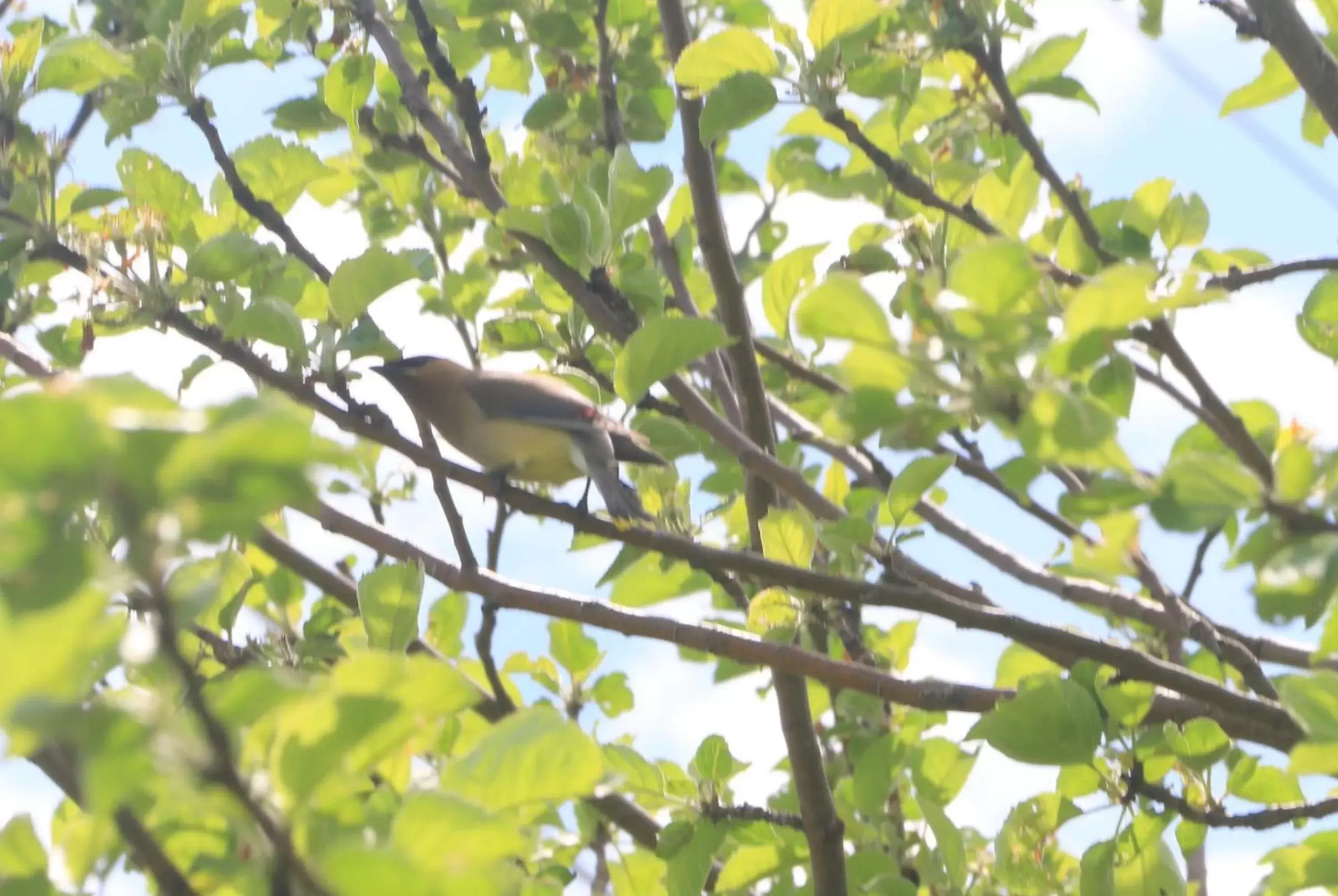 Other Animals in Rocky Brook Acres