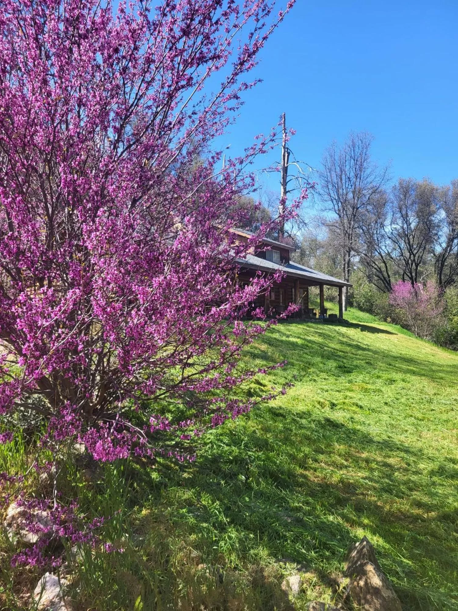 Garden in Bear Creek Cabins