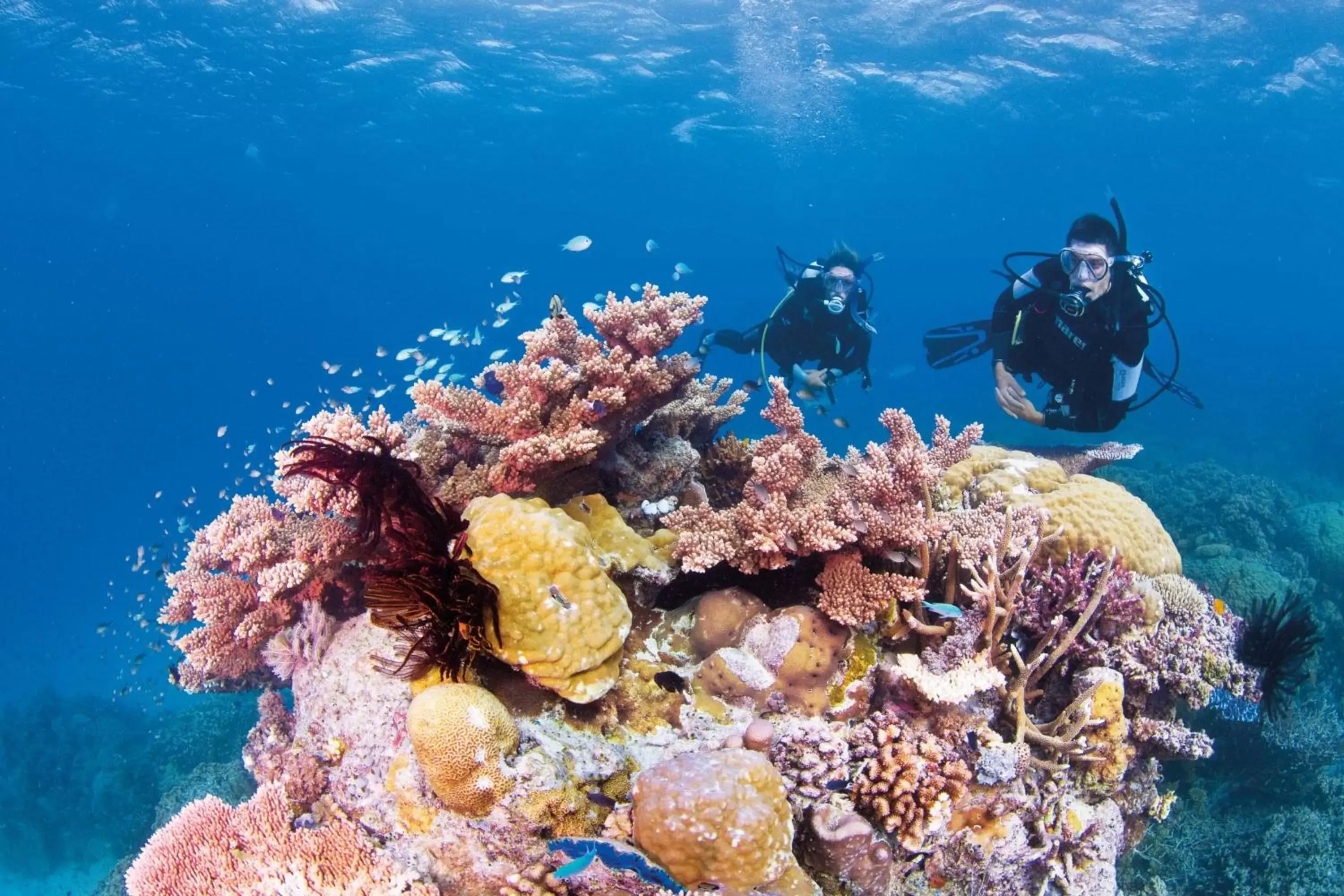 Natural landscape, Snorkeling/Diving in Cascade Gardens