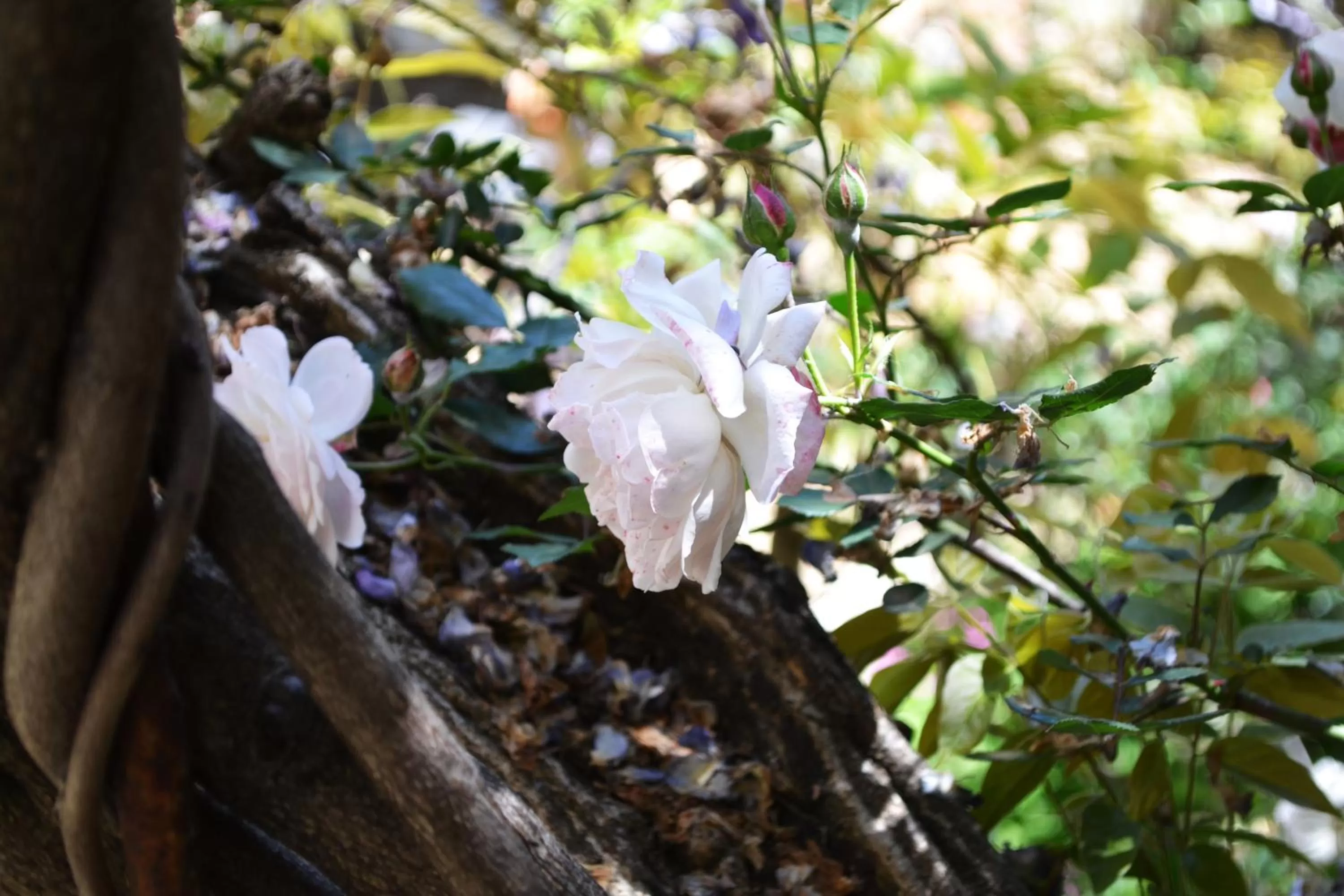 Garden in La Vieille Maison - Halte Gourmande