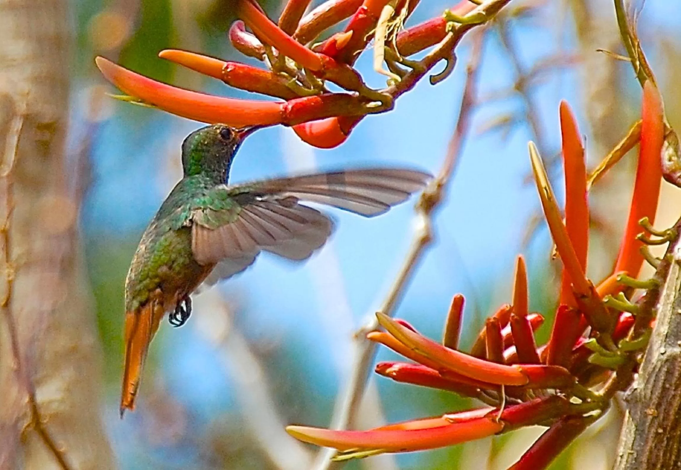 Day, Other Animals in Boquete Garden Inn