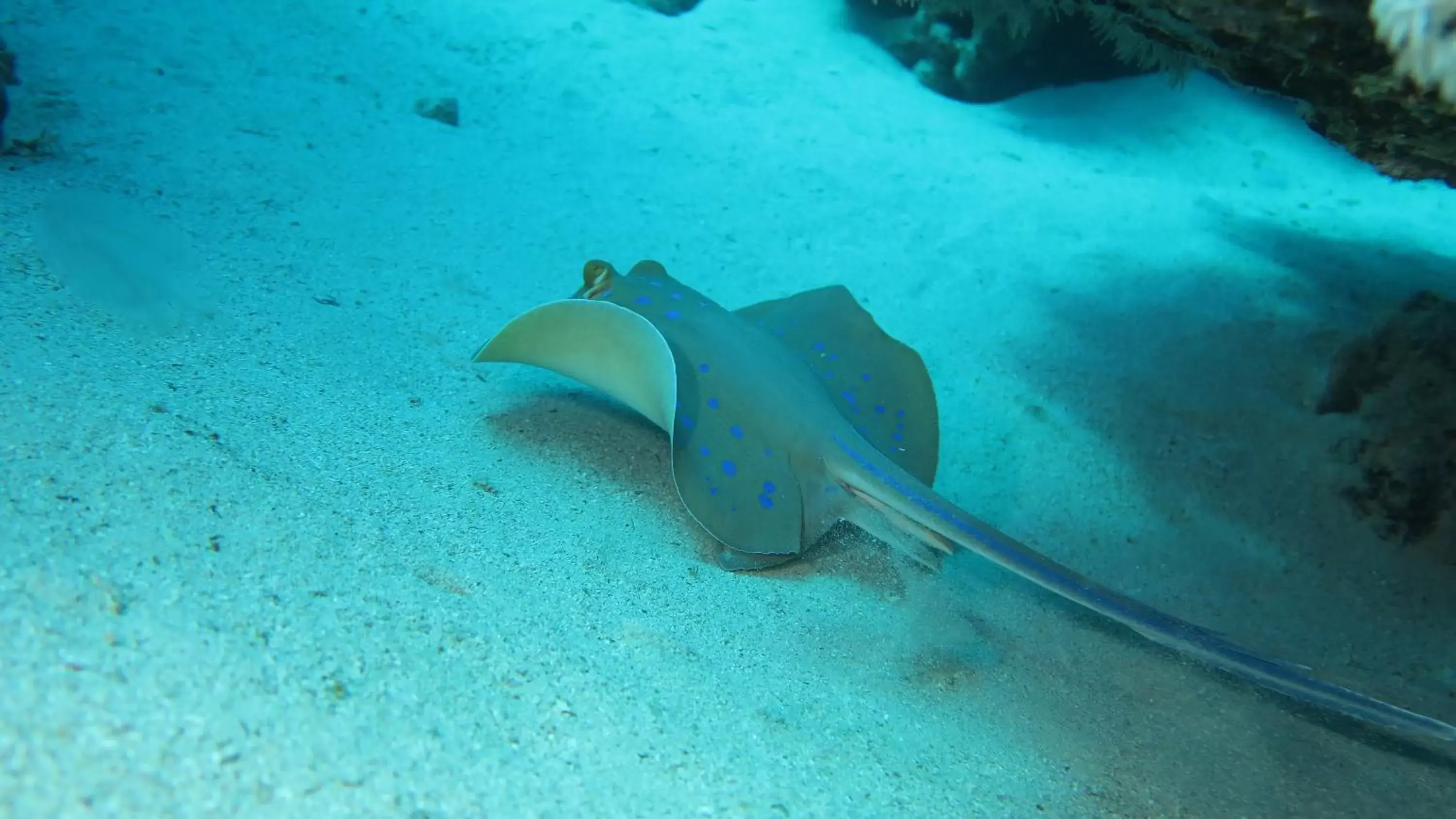 Snorkeling, Other Animals in Coral Sun Beach