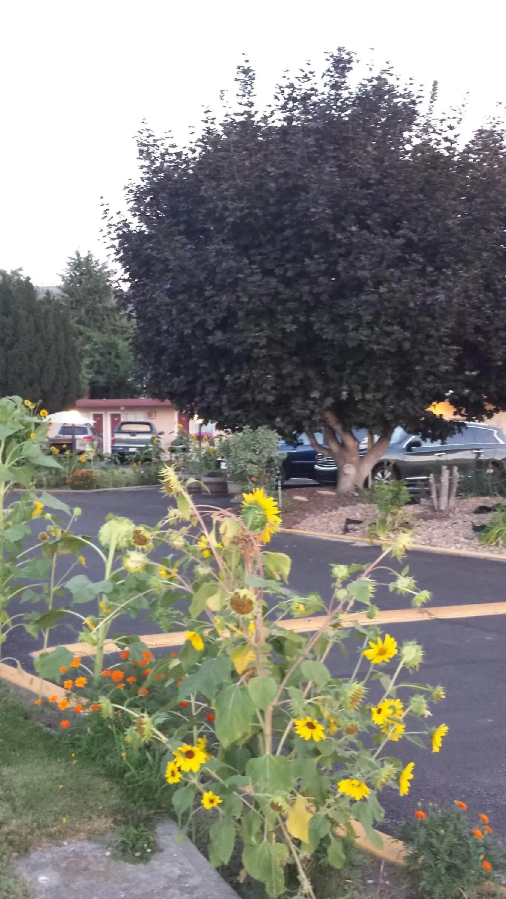 Facade/entrance, Garden in Swiss Sunset Inn