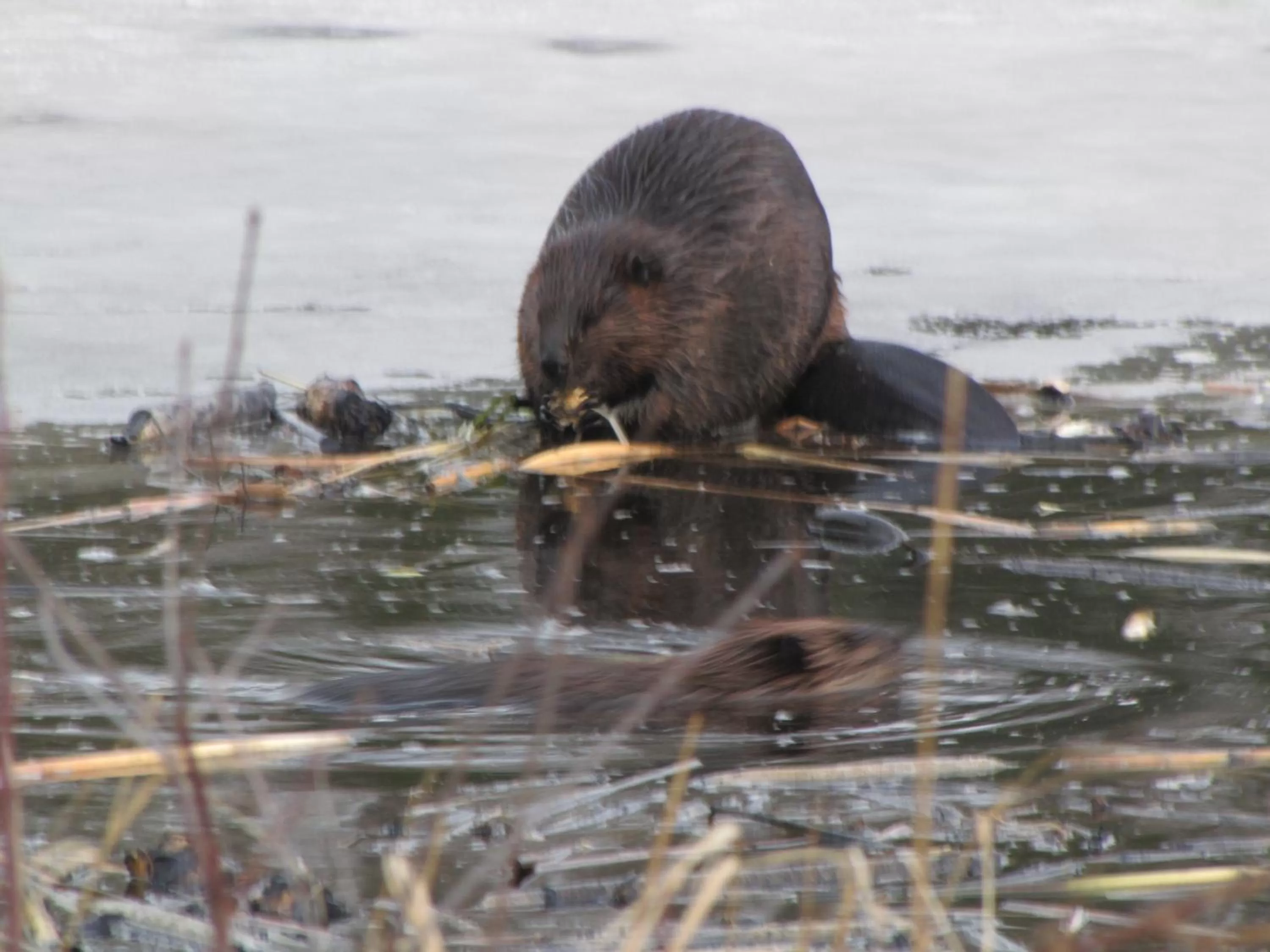 Animals, Other Animals in Shambhala Bed and Breakfast