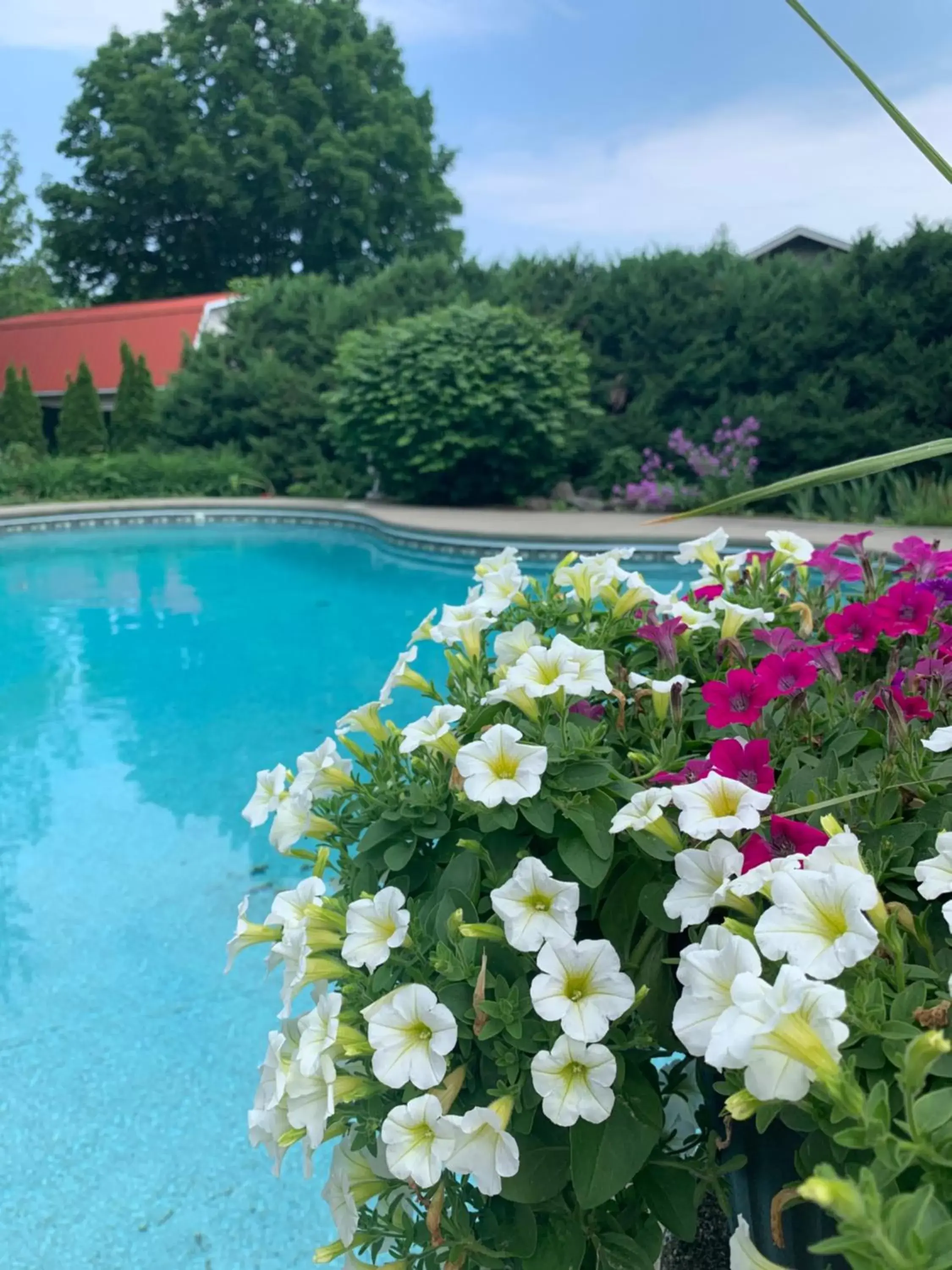 Swimming Pool in Manoir Alegria