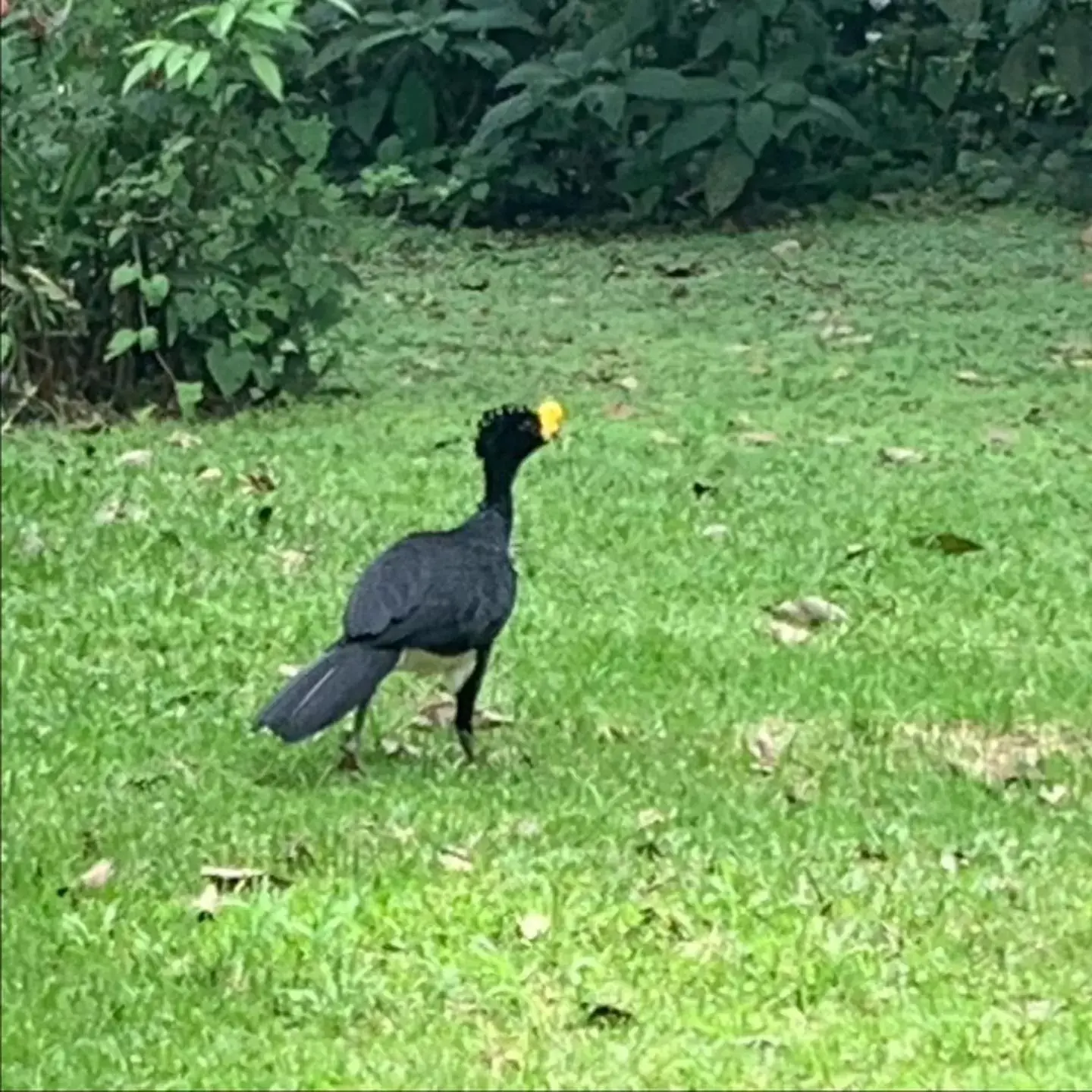 Other Animals in Sangregado Lodge