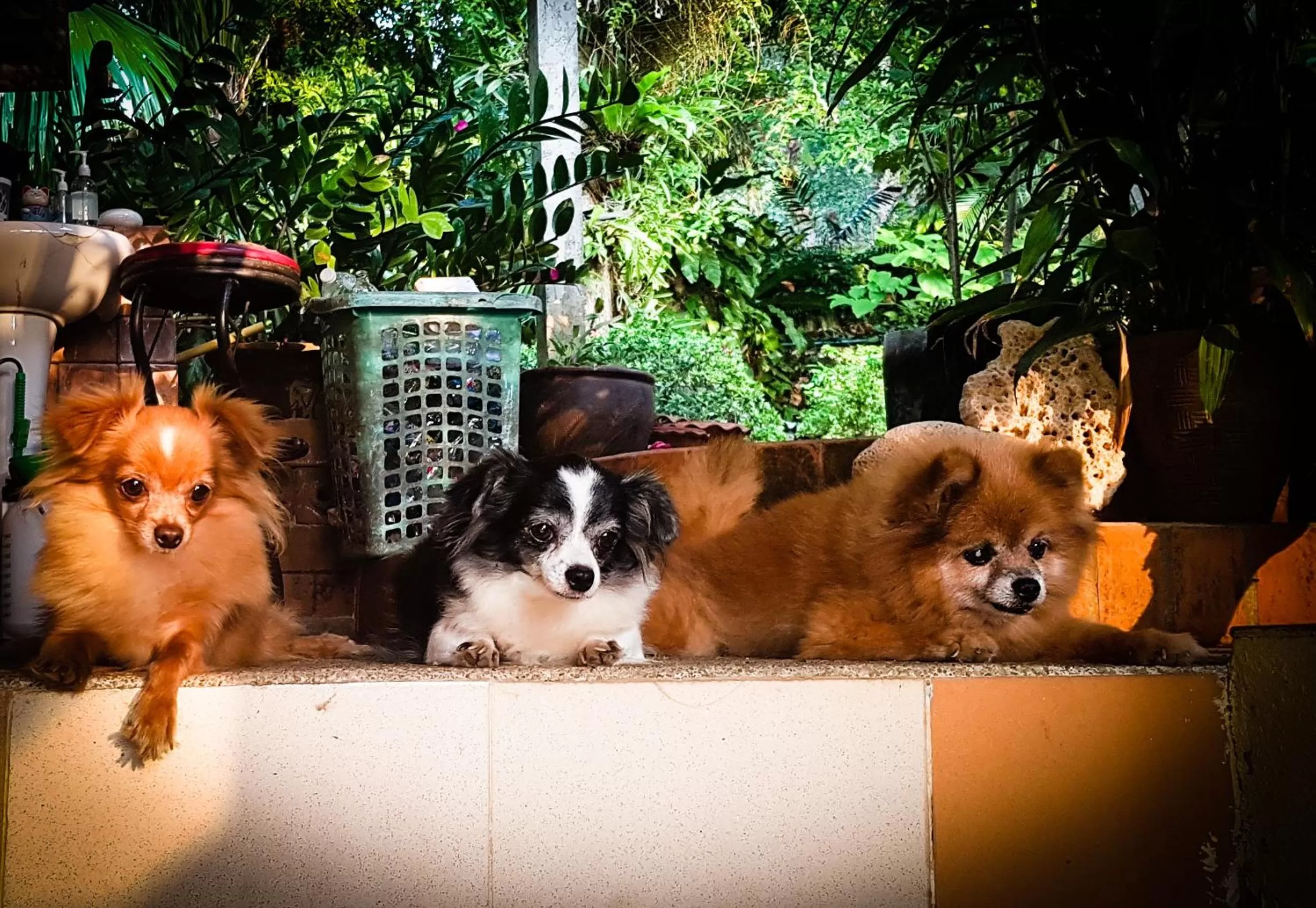 Pets in Rock Inn Bailan