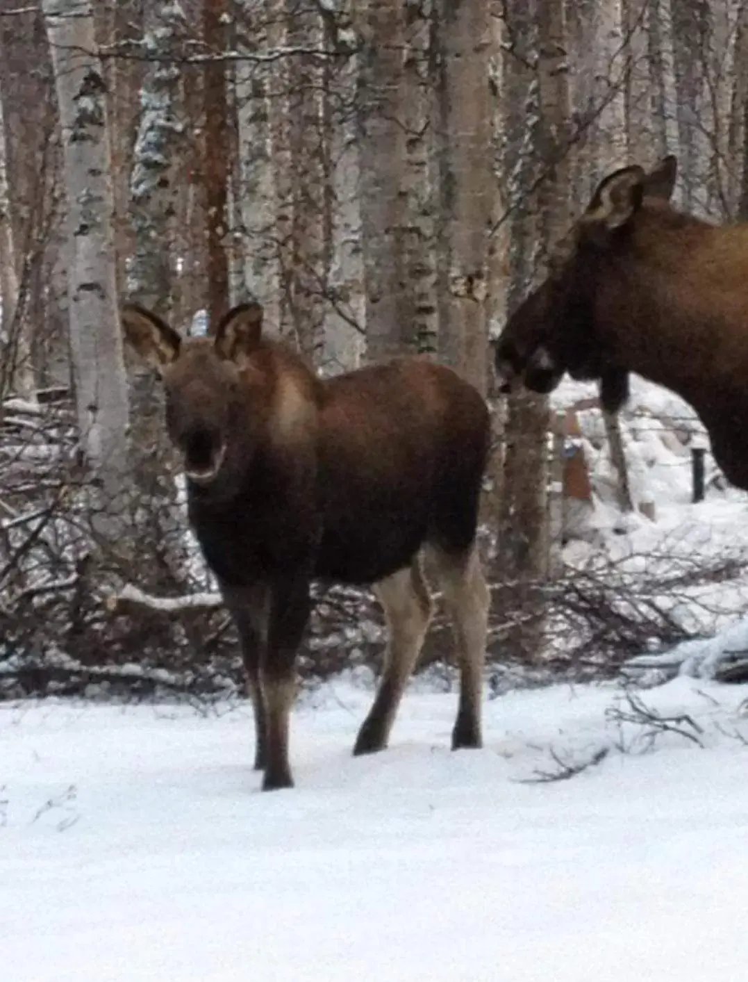 Other Animals in Alaska Grizzly Lodge