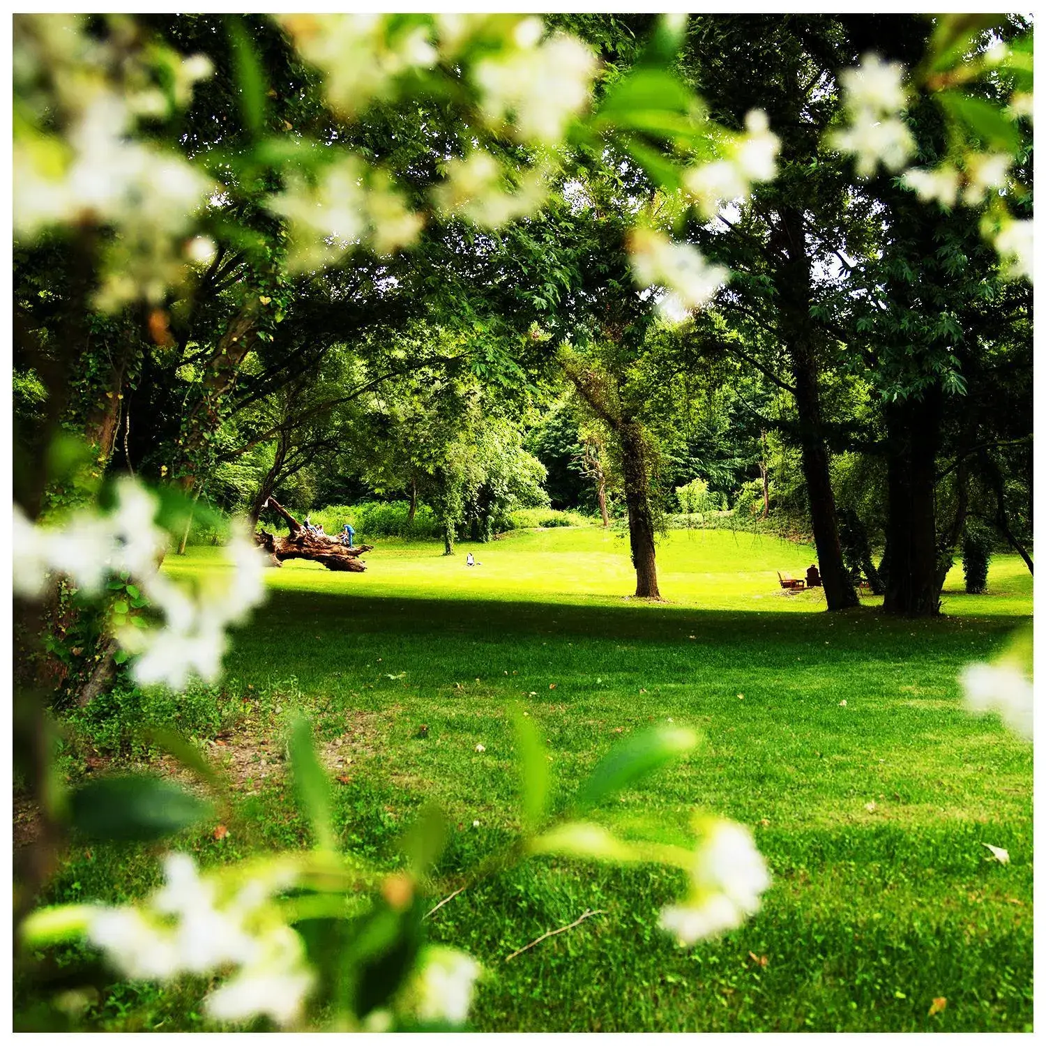 Garden view, Garden in NG Sapanca Wellness & Convention