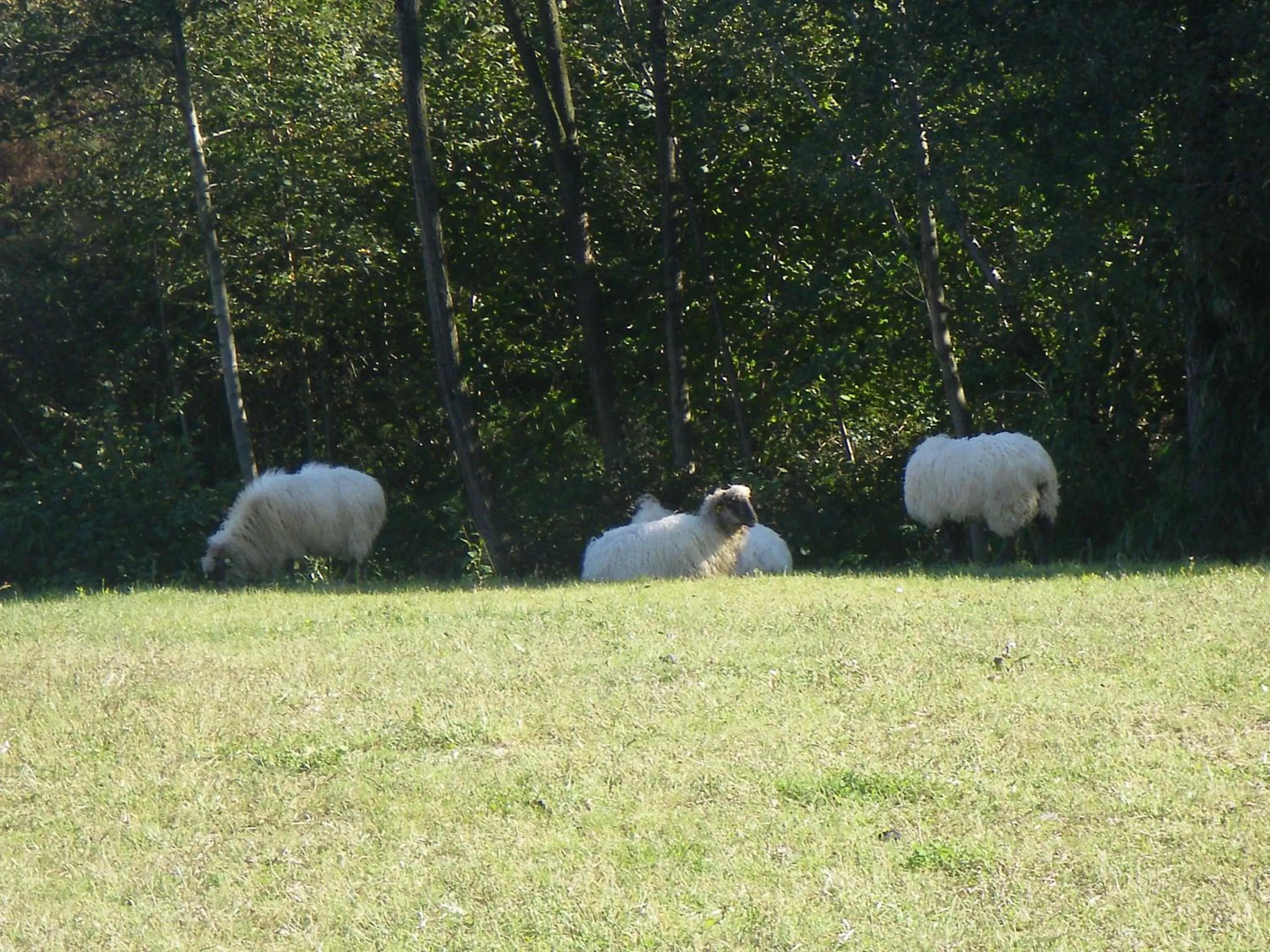 Animals in Hotel Matsa B&B