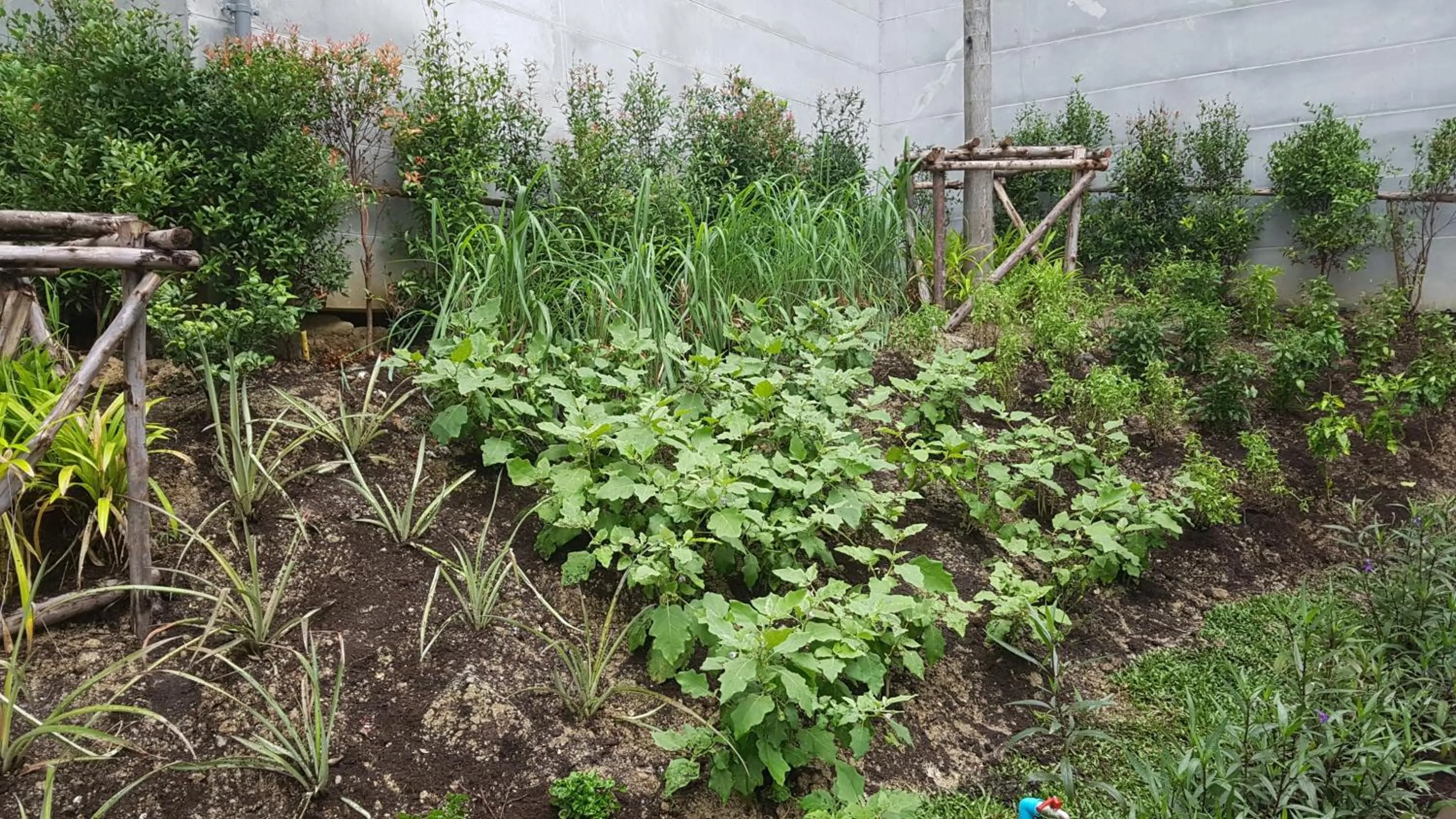 Garden in Lets Phuket Twin Sands Resort & Spa-SHA Extra Plus