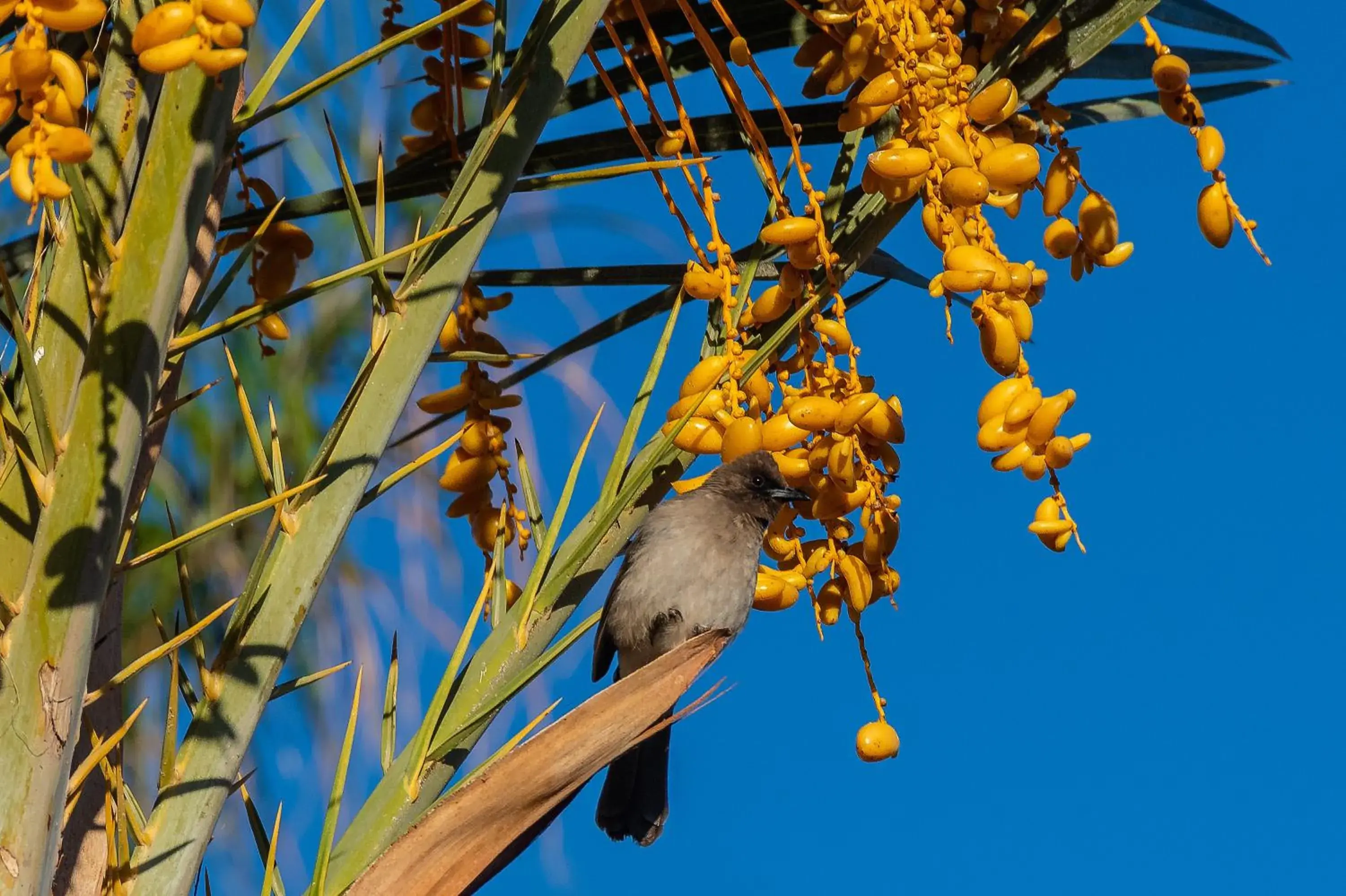 Other, Other Animals in Sirayane Boutique Hotel & Spa Marrakech