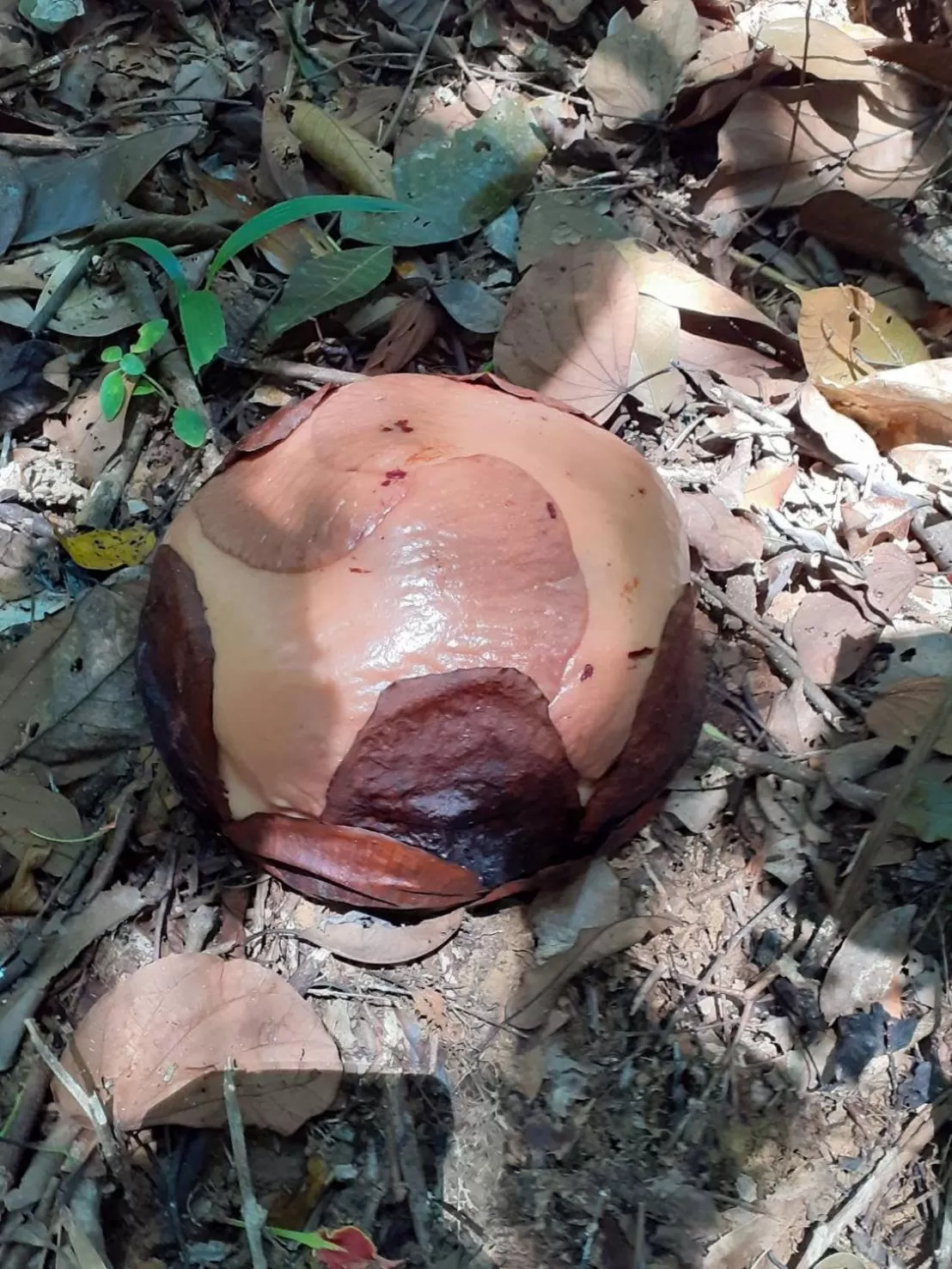 Khaosok Rainforest Resort