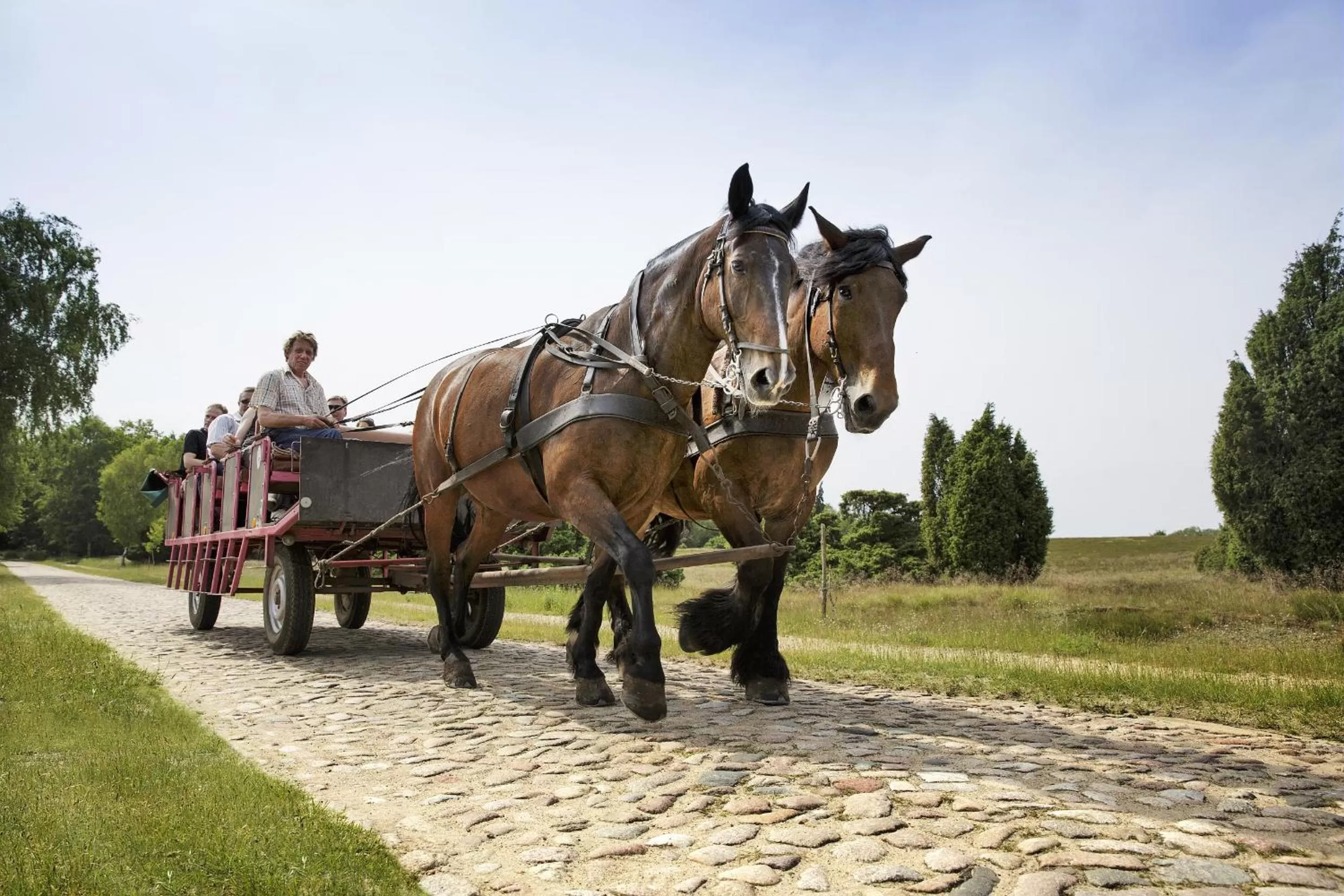 Activities in Hotel Bispinger Heide by Center Parcs