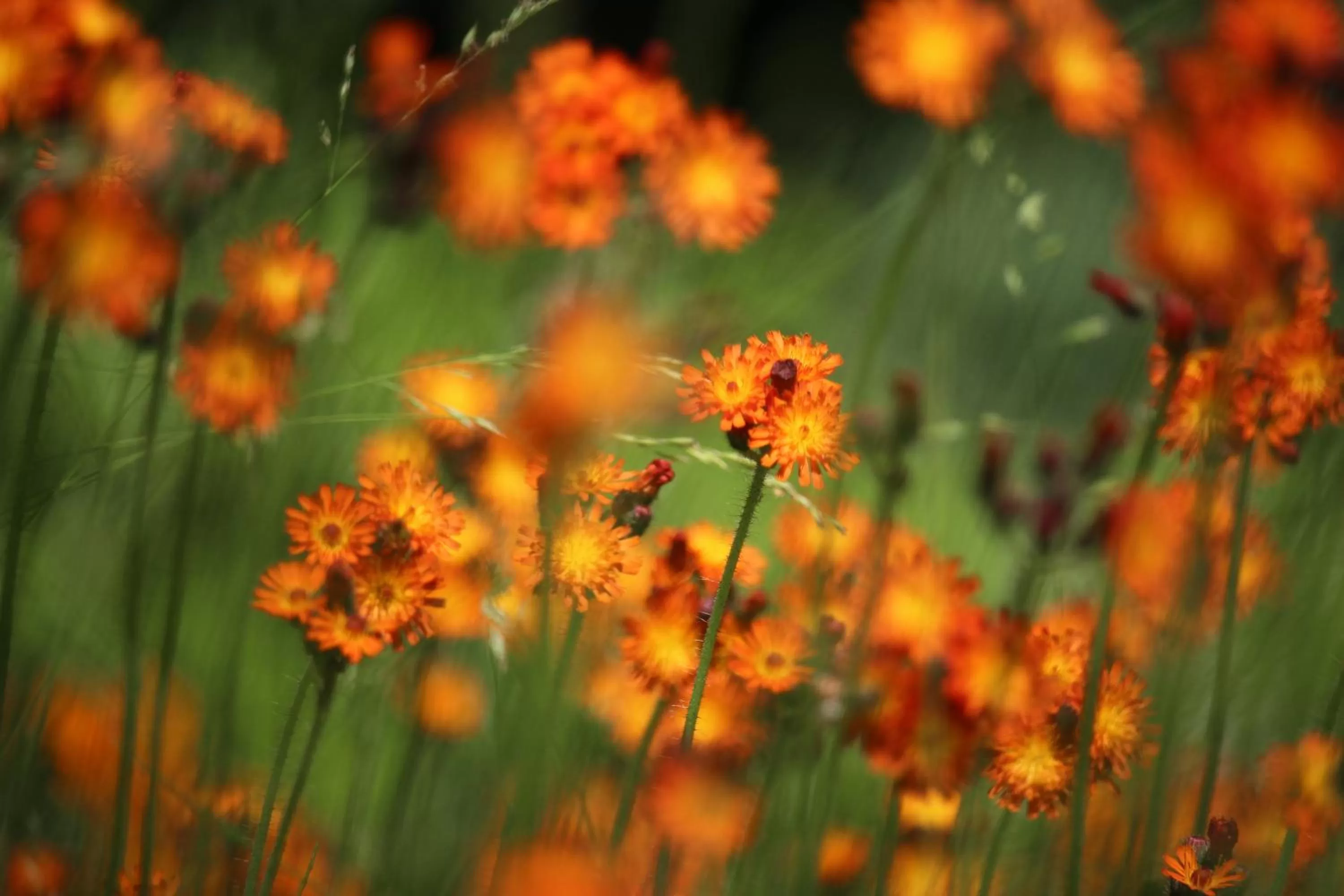 Garden view in Hardtwald Hotel
