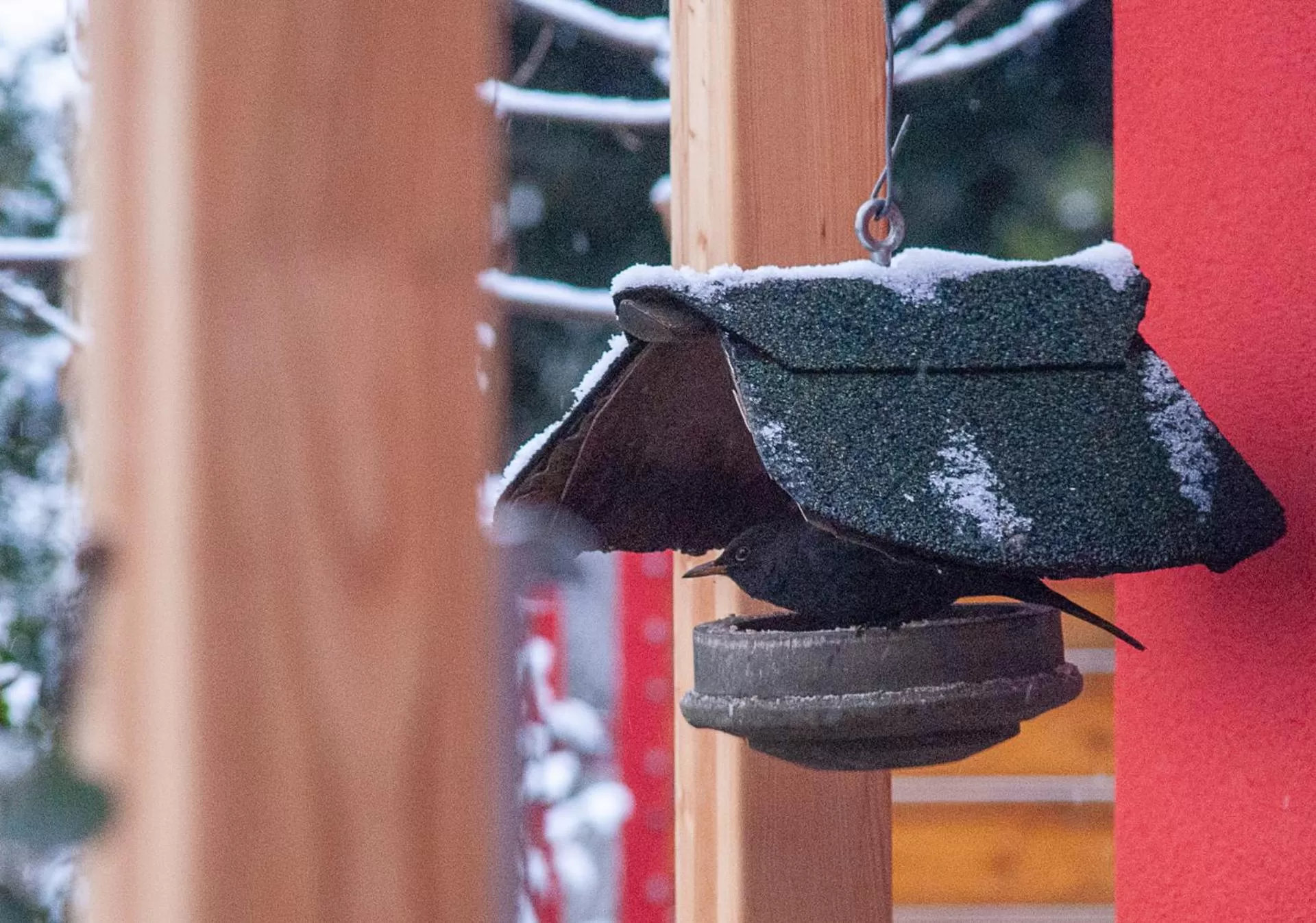 Animals, Other Animals in BBnaon