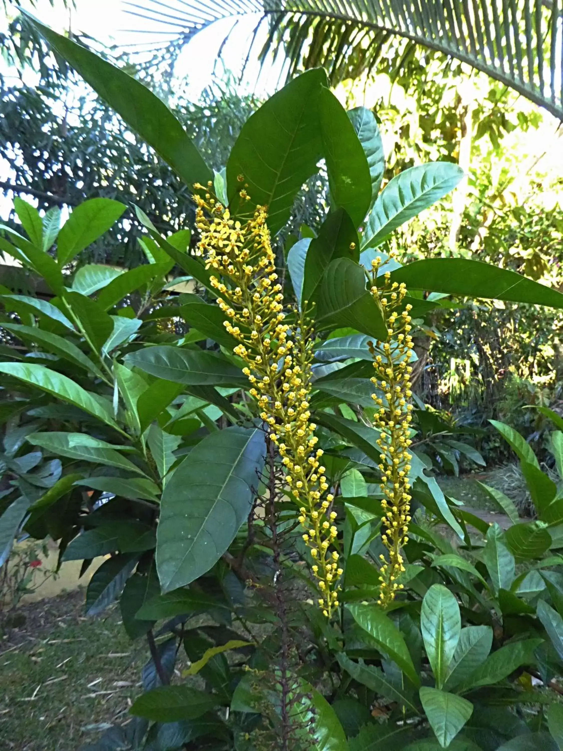 Garden in Pura Vida Hotel