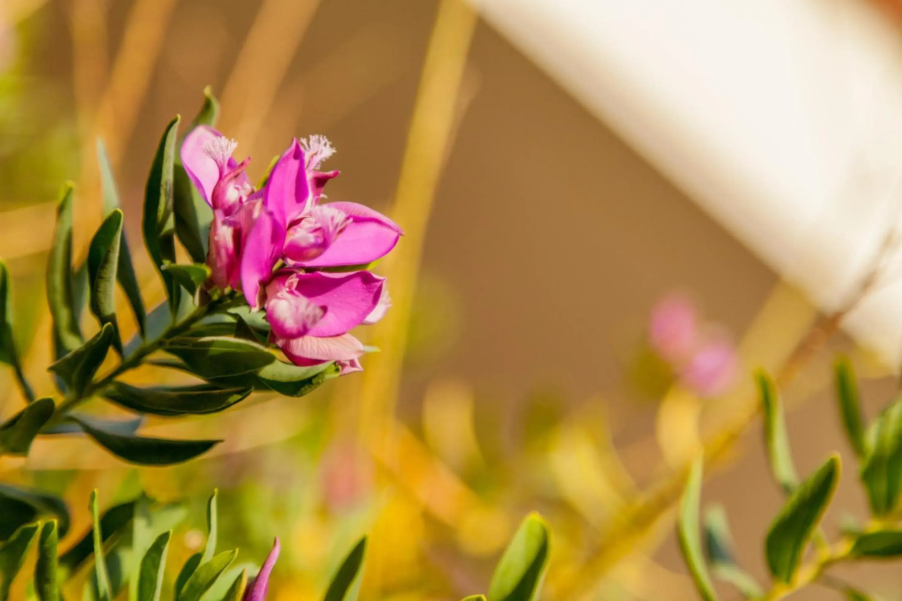 Garden in Hotel El Balear