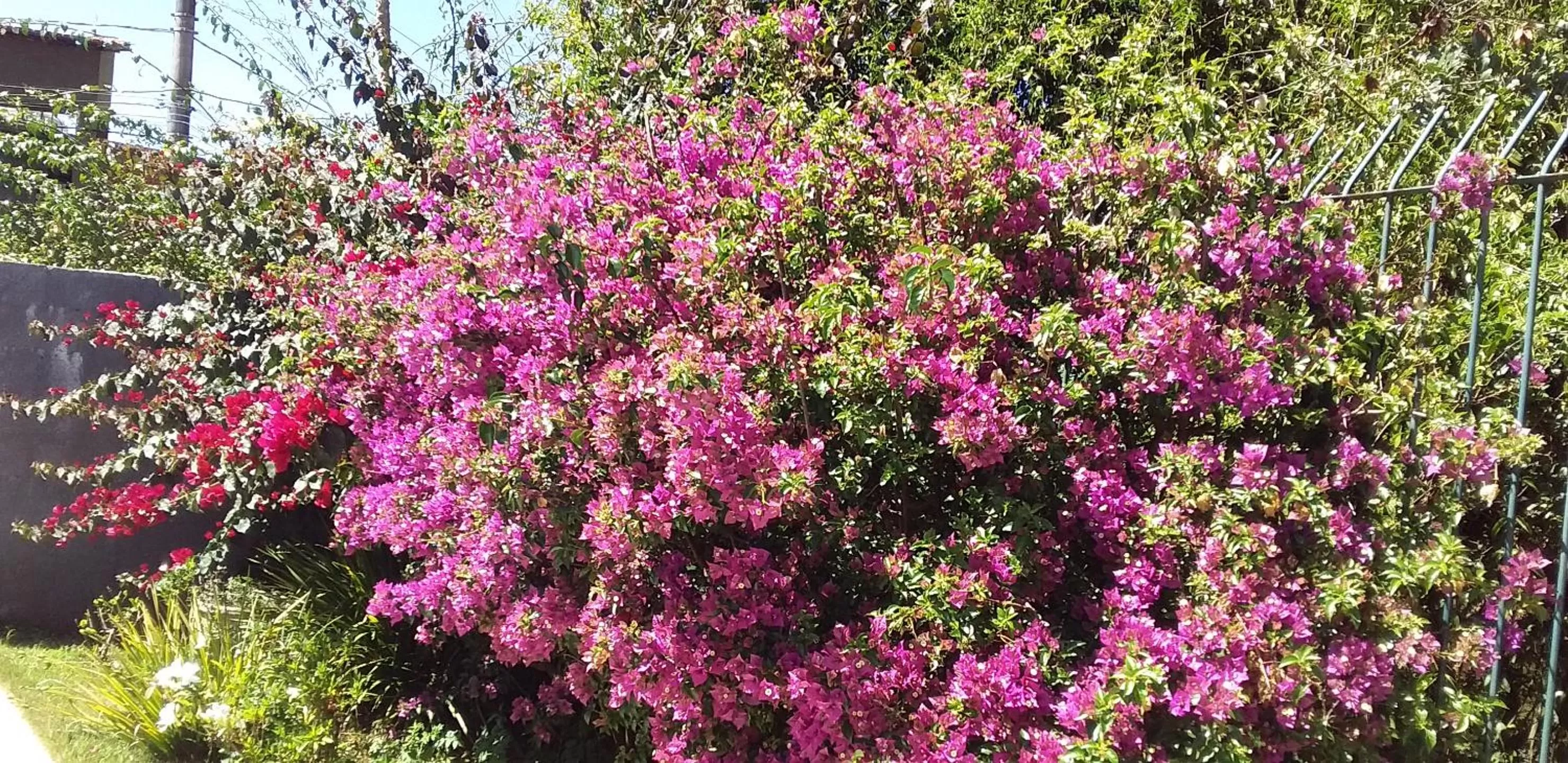 Garden in Pousada Vila Real Flats