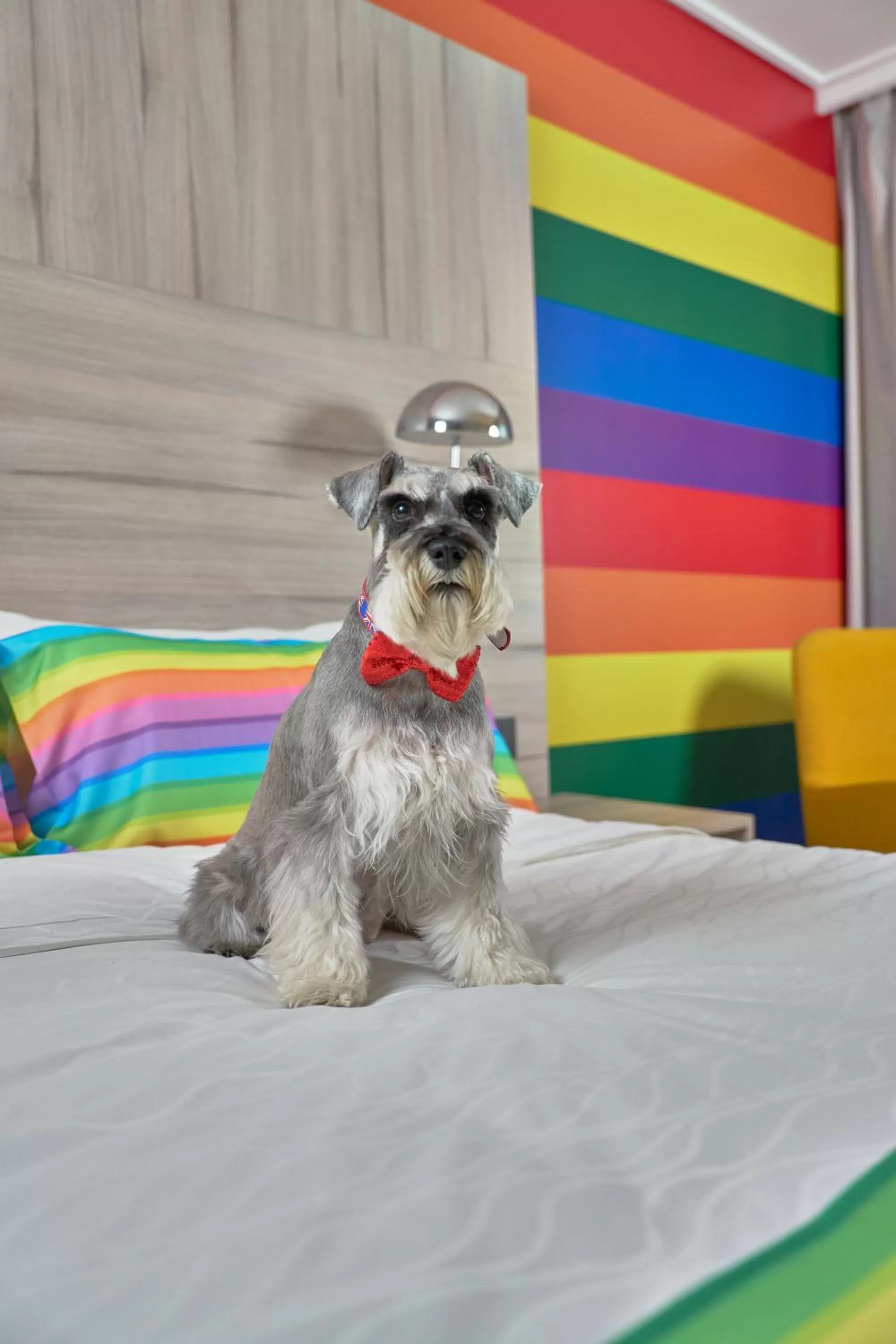 Pets in Pullman Santiago Vitacura