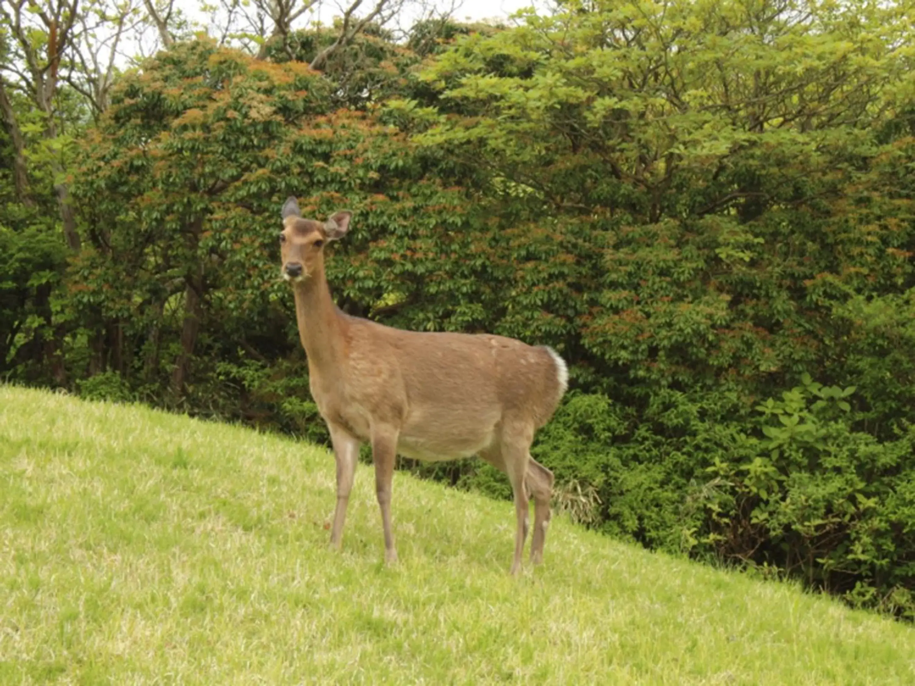 Other Animals in Hakone Yunohana Prince Hotel