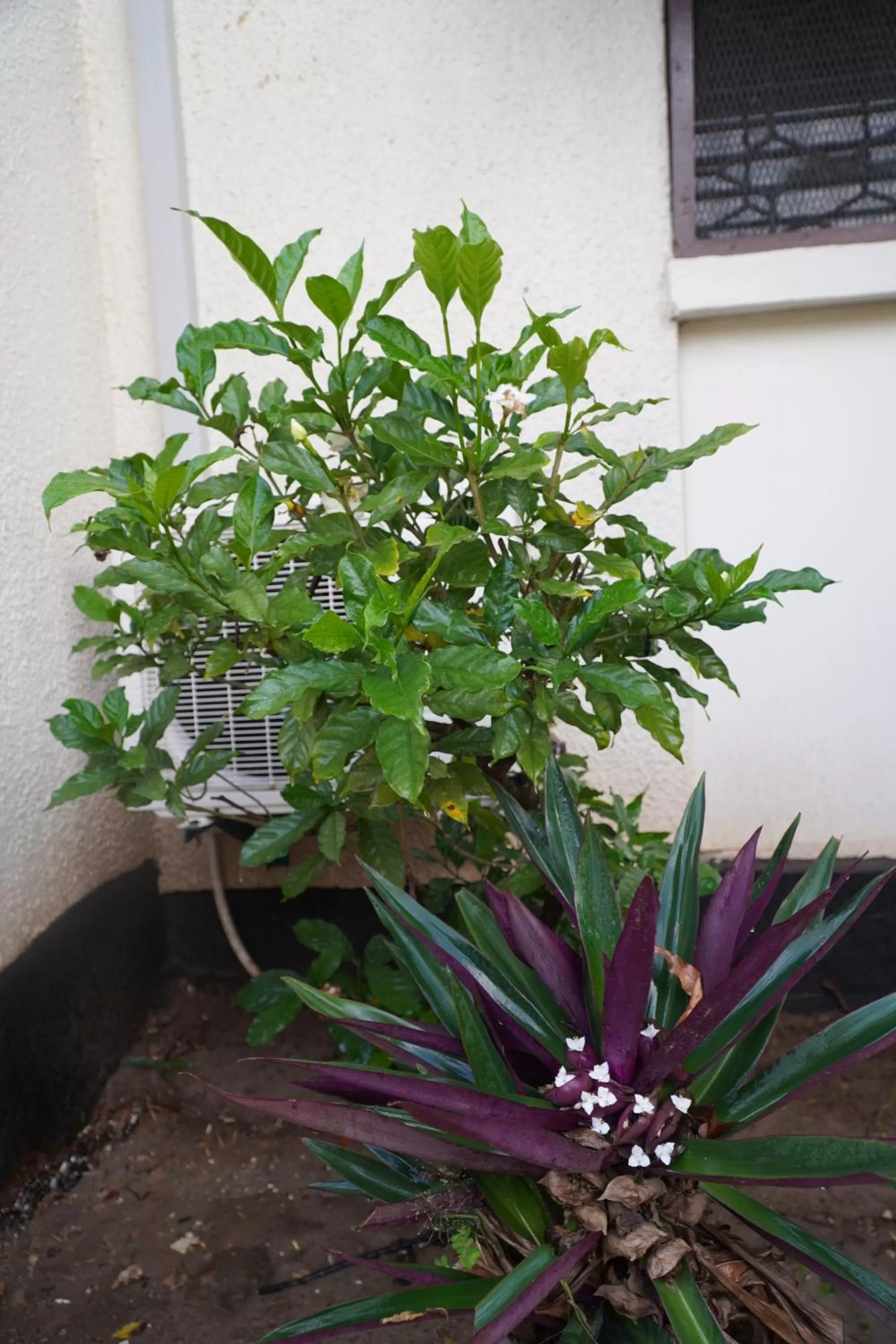 Garden in L&J Modern Backpackers Kinondoni