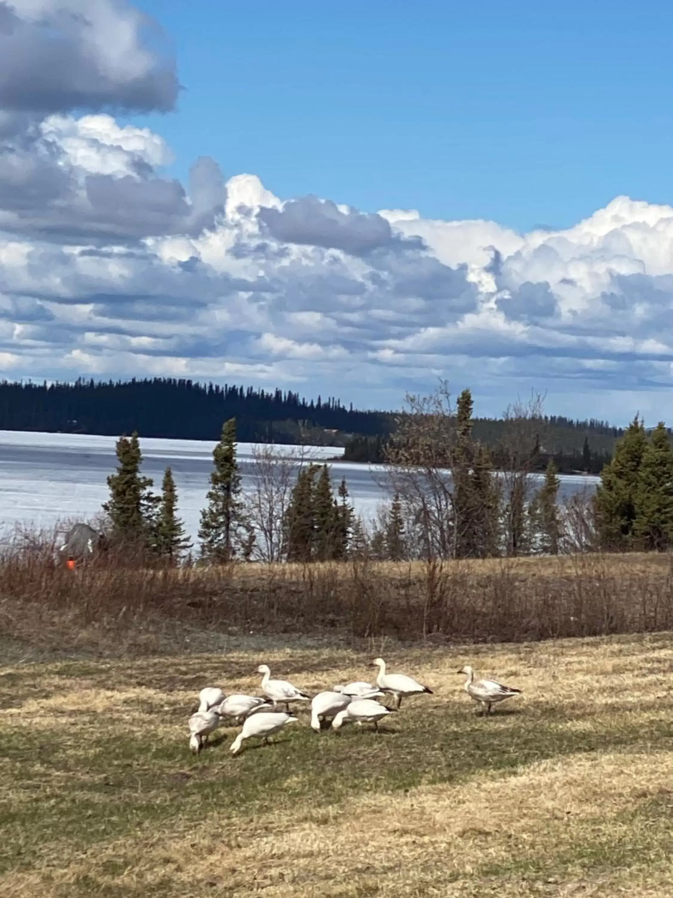 Animals, Other Animals in Tolsona Lake Lodge