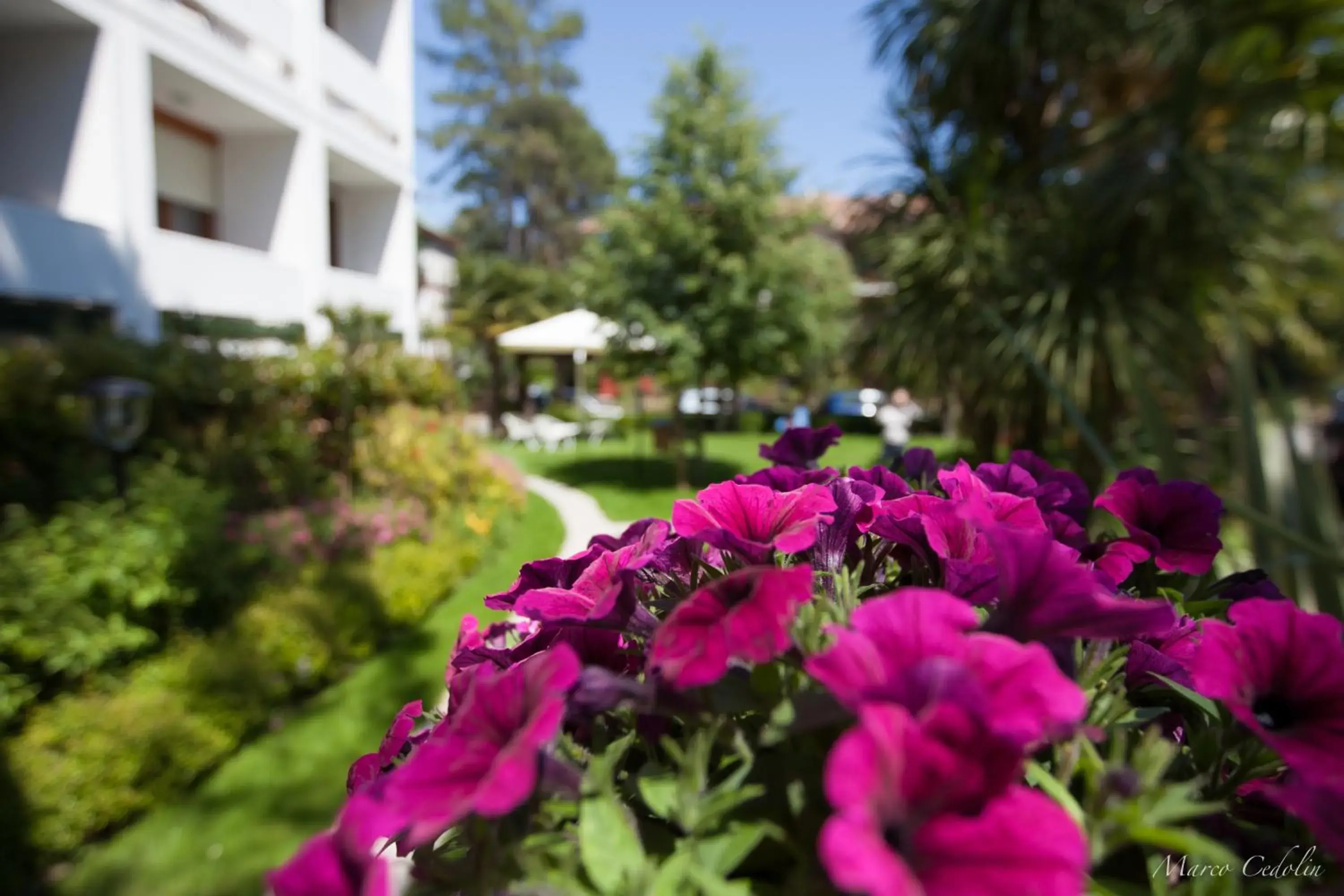 Spring, Garden in Hotel Mar Del Plata