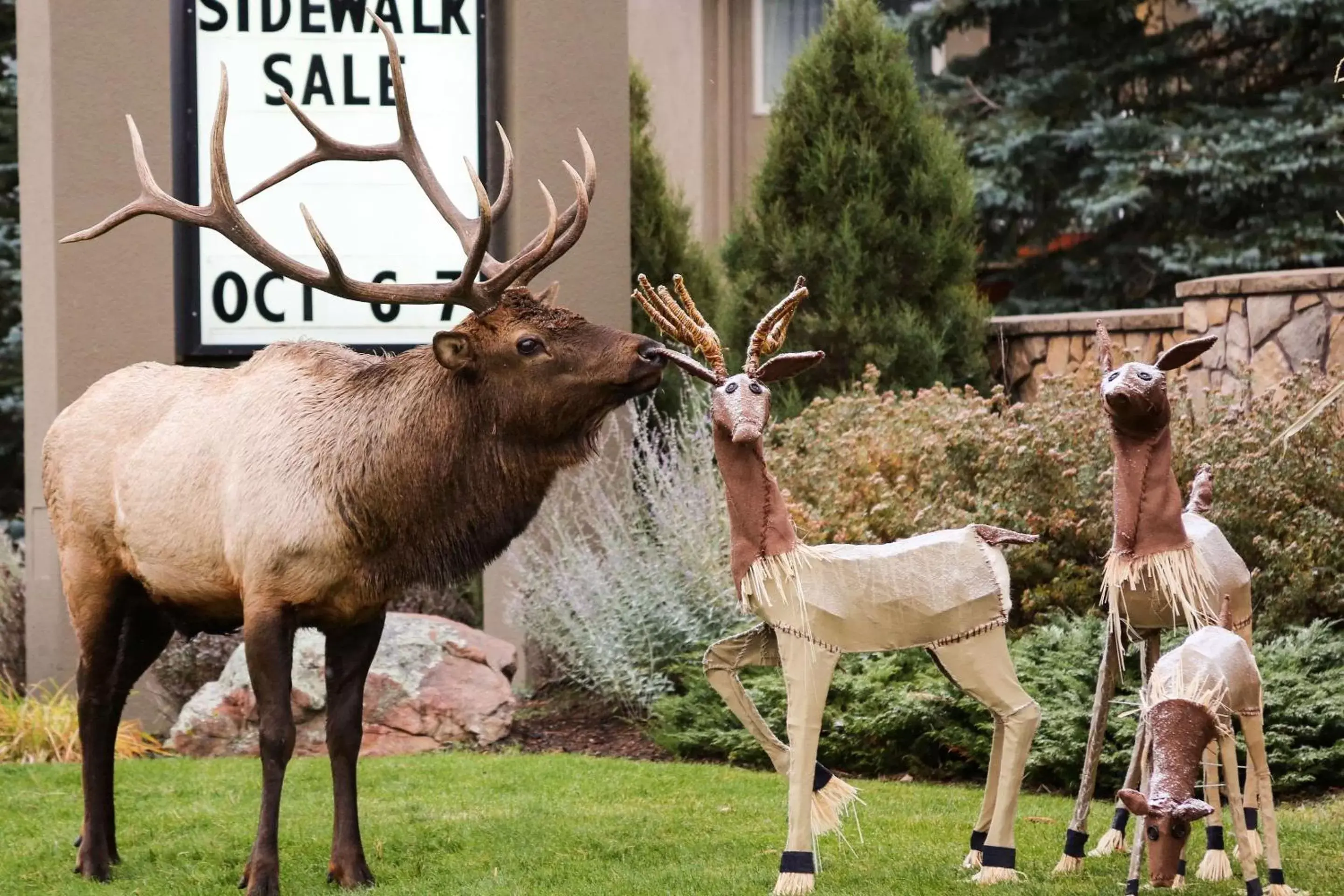 Other, Other Animals in Quality Inn near Rocky Mountain National Park