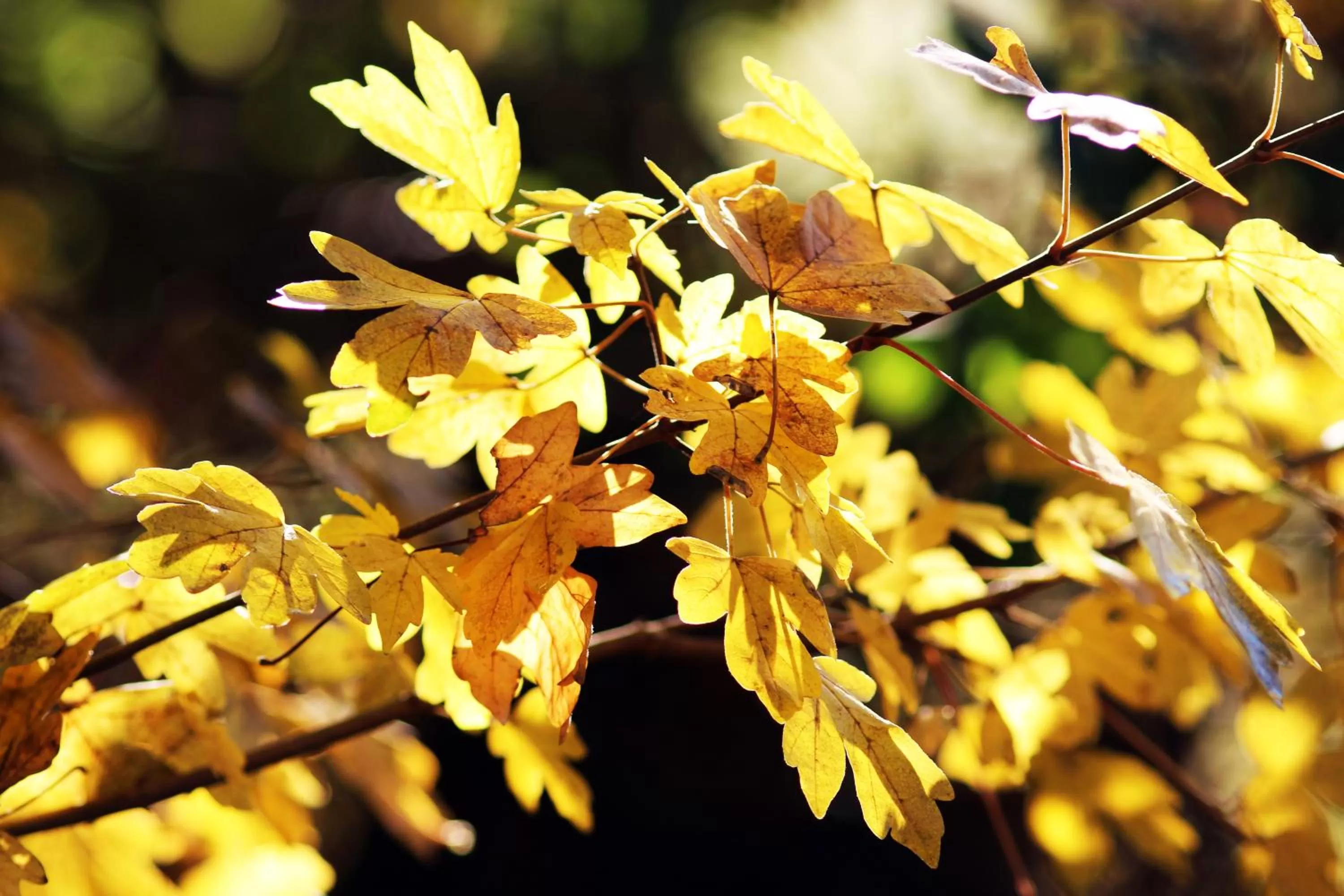 Autumn in La Romance et la Romanesque