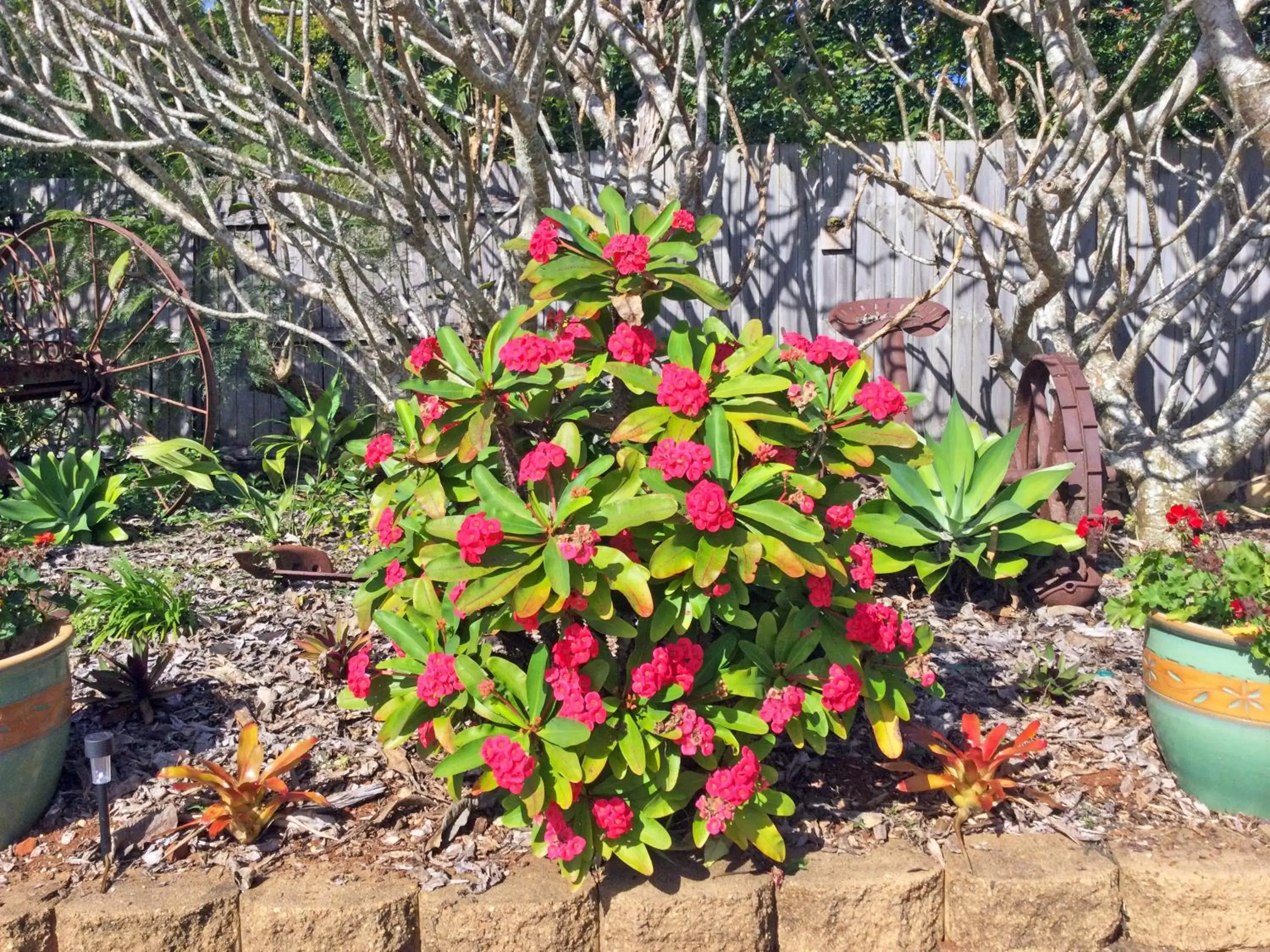 Garden in Alstonville Settlers Motel