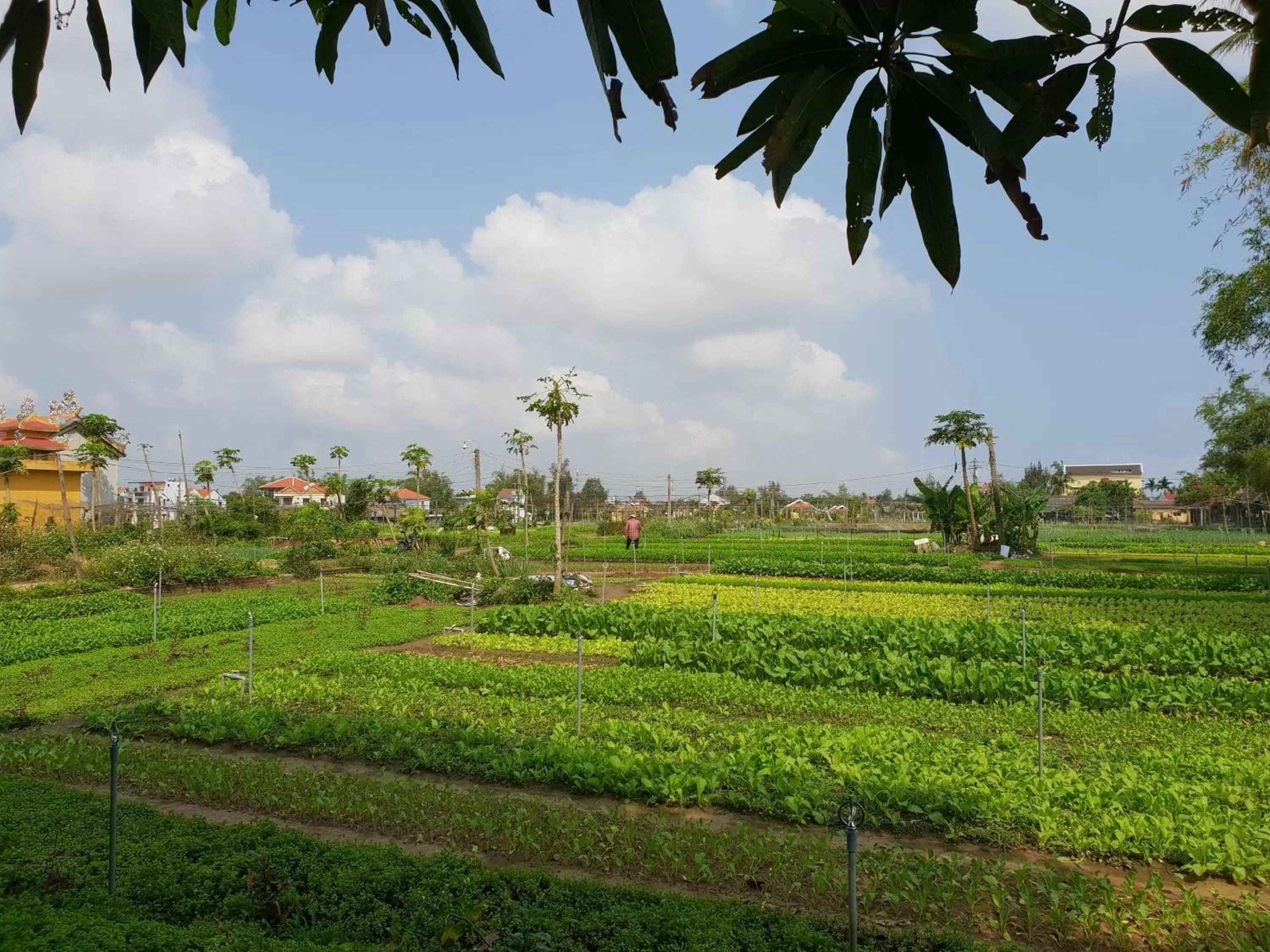 Garden in Hoi an Osaka Riverside Villa & Spa