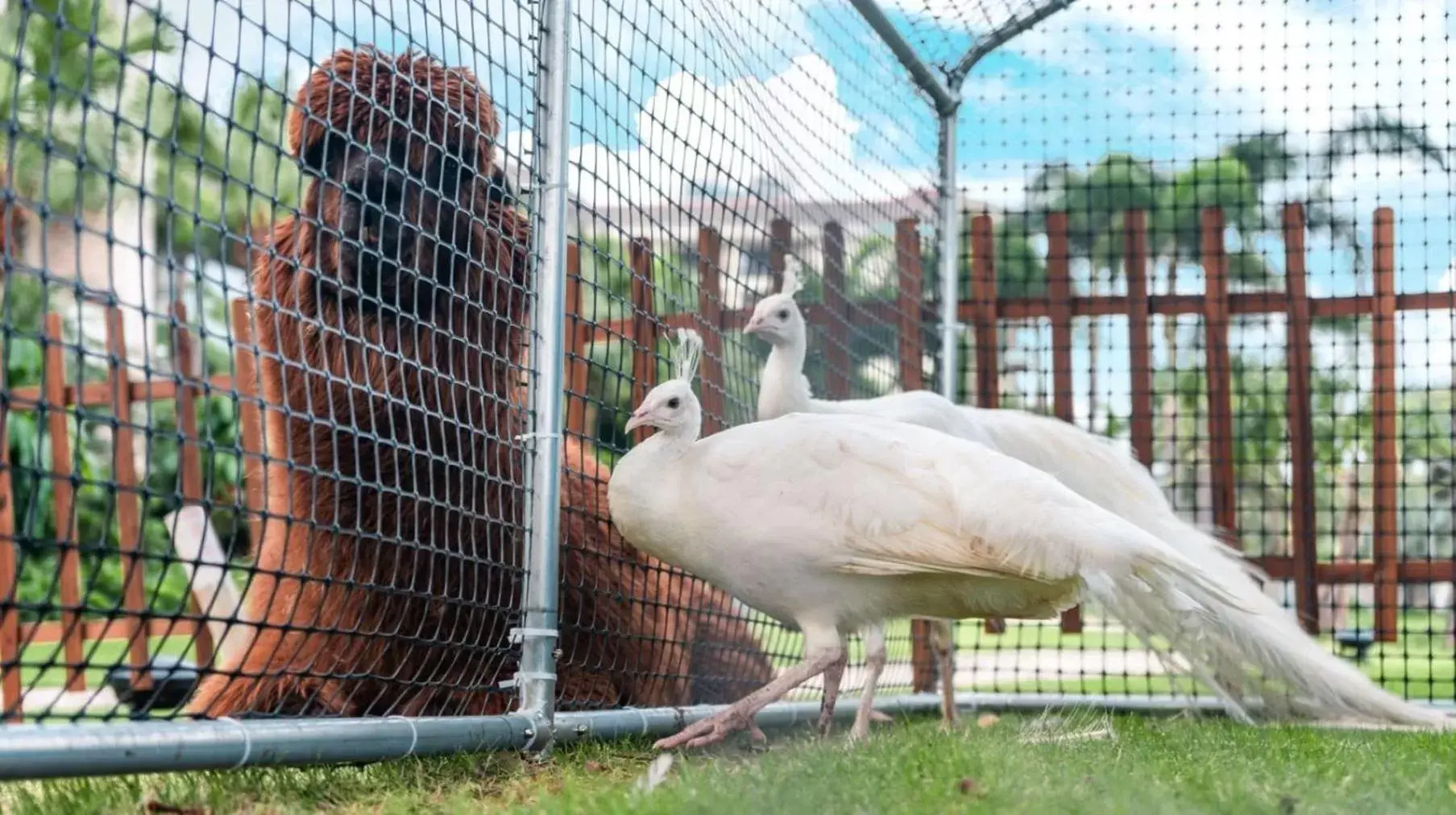 Nearby landmark, Other Animals in Crowne Plaza Hailing Island, an IHG Hotel