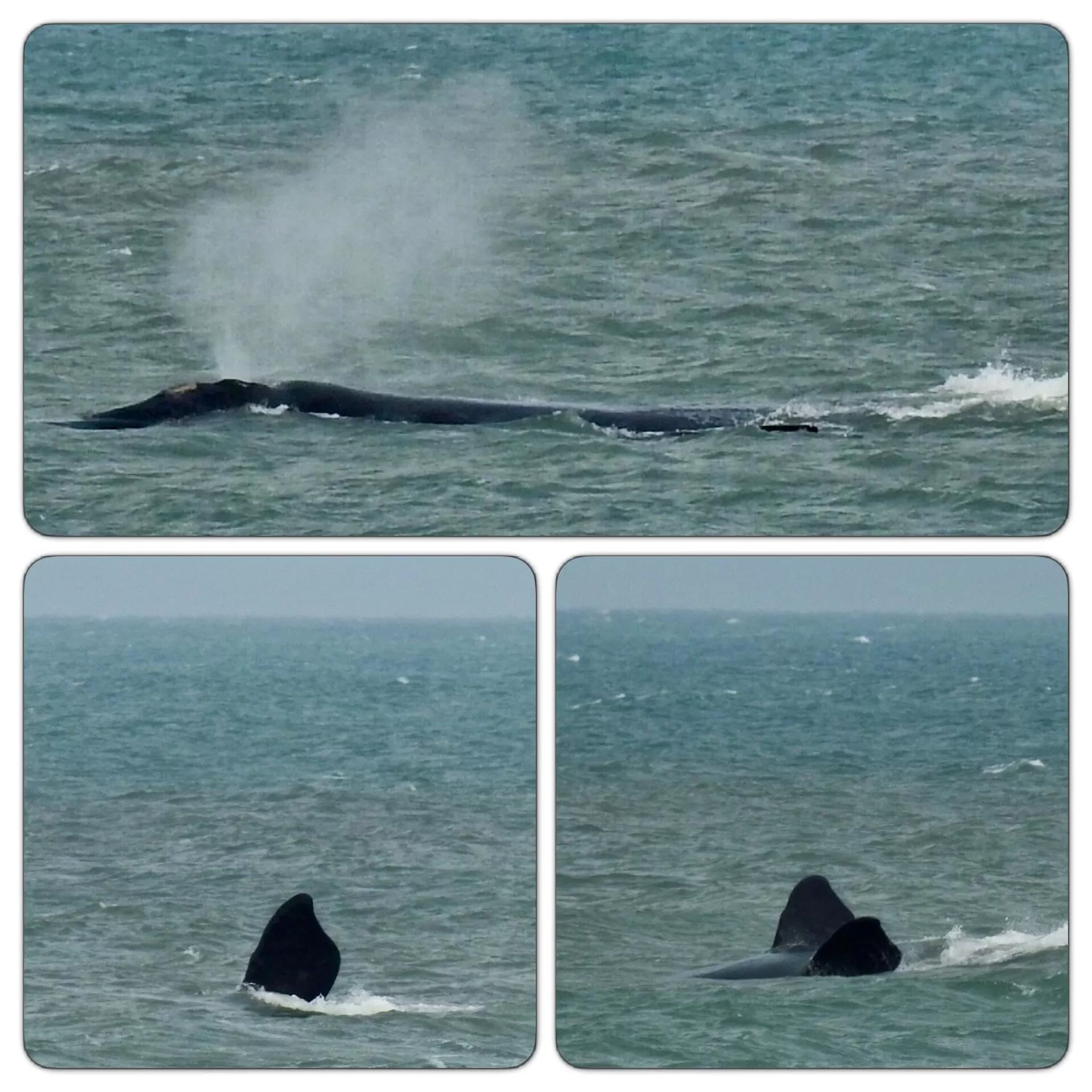 Natural landscape, Other Animals in Pousada dos Sambaquis