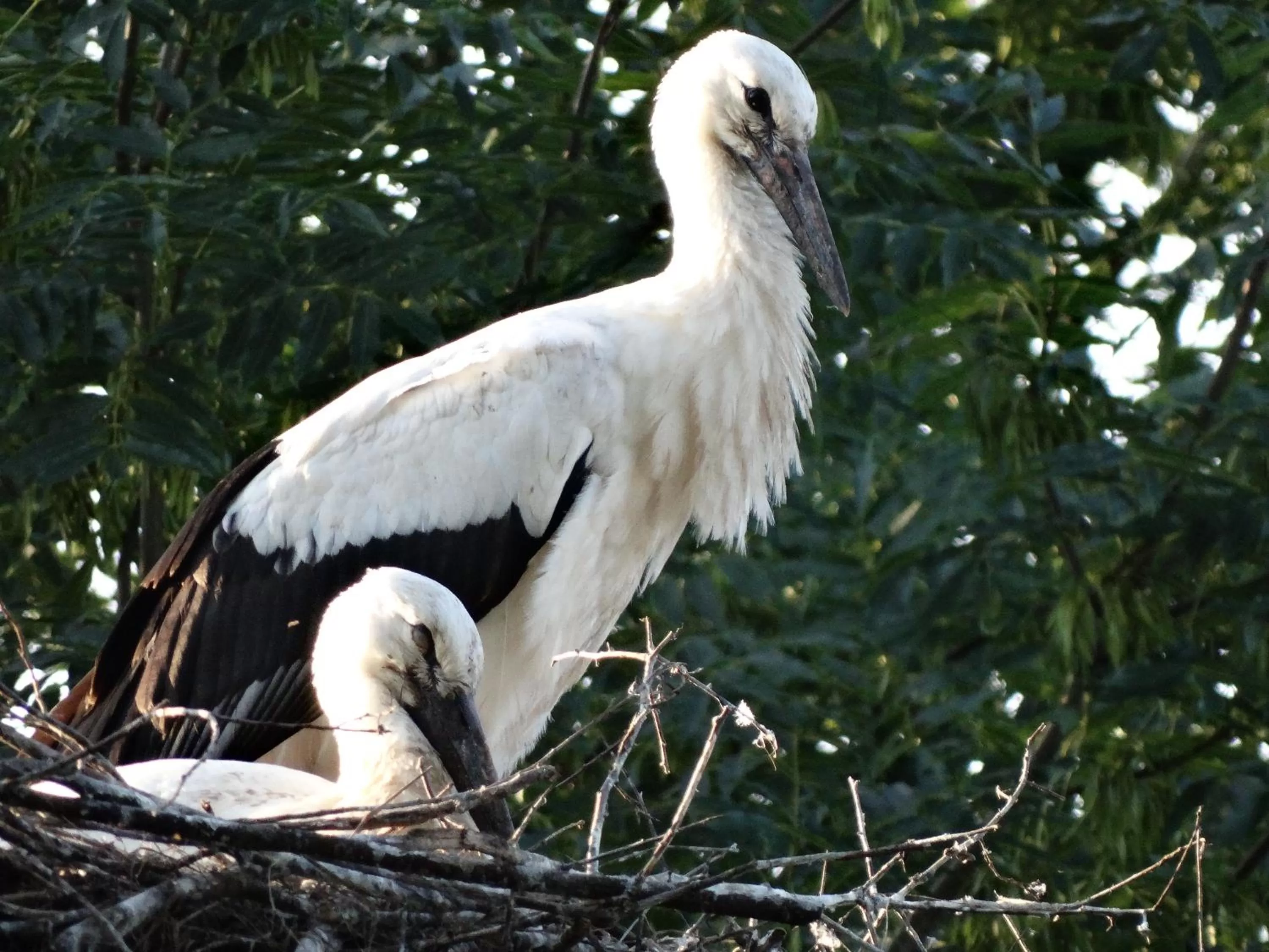 Day in Dom na Mazurach Pilec