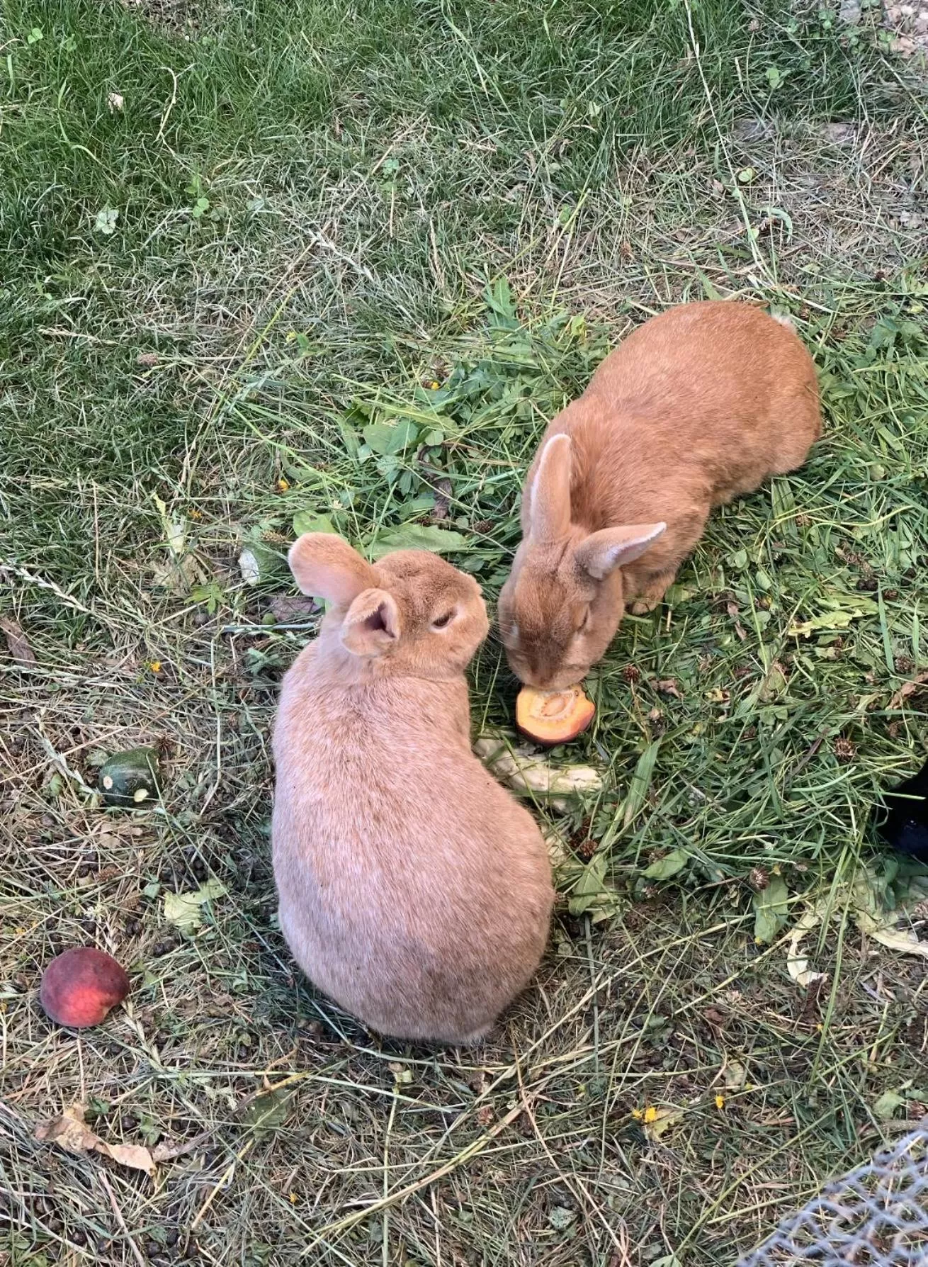 Animals in Hotel Garni Wieshof