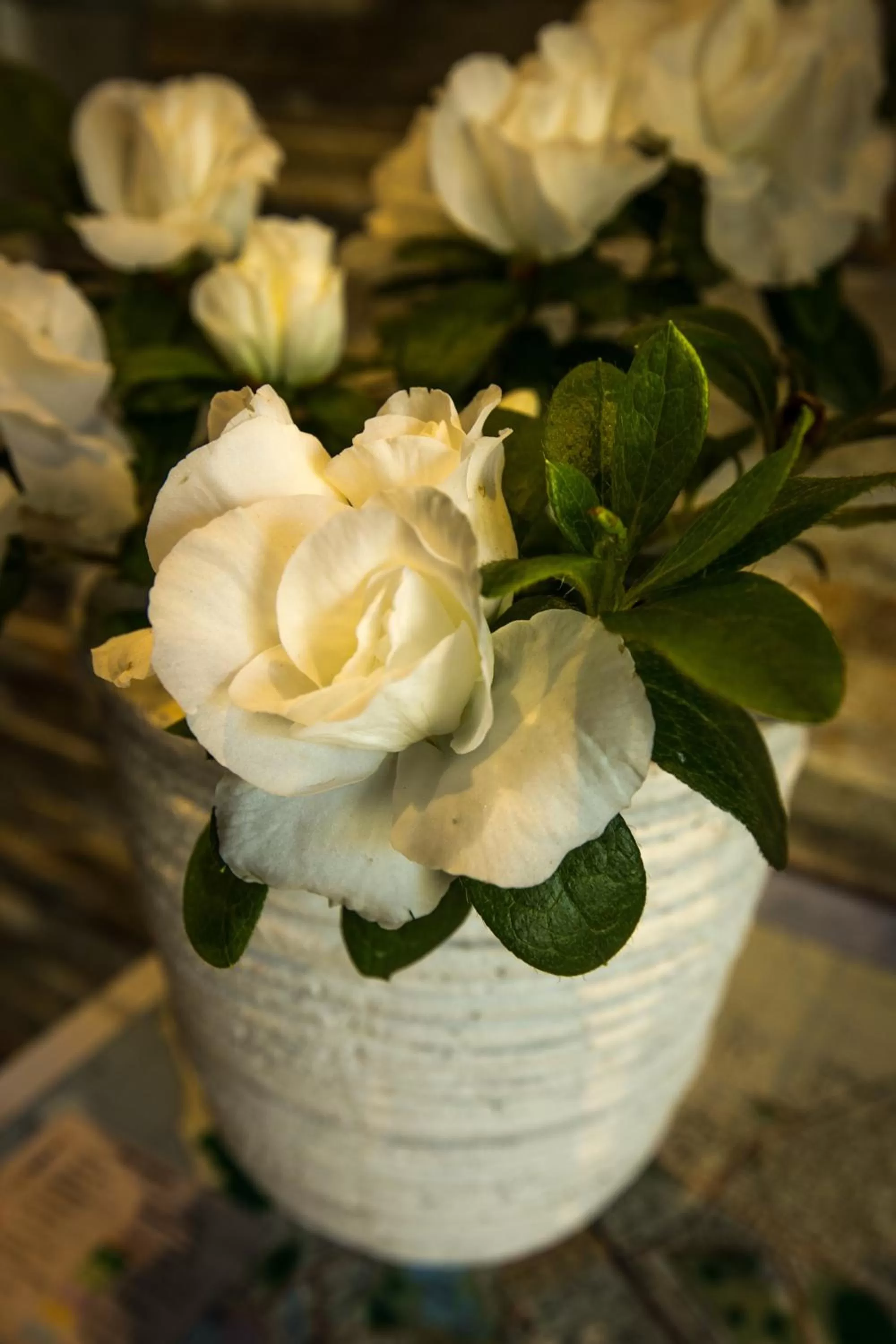 Garden in Gallery Apartments