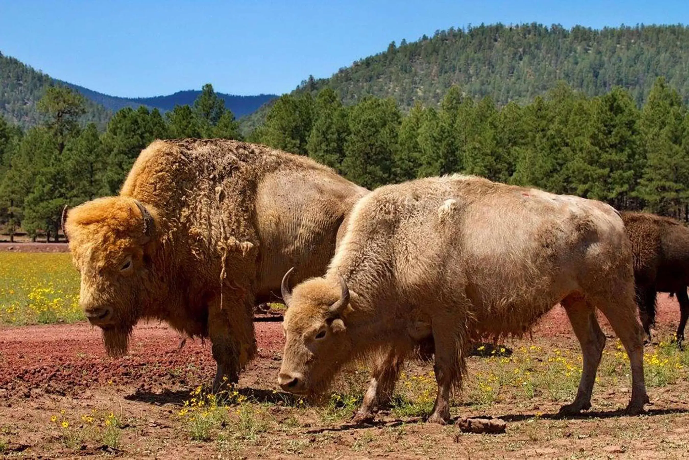 Property building, Other Animals in DoubleTree by Hilton Hotel Flagstaff