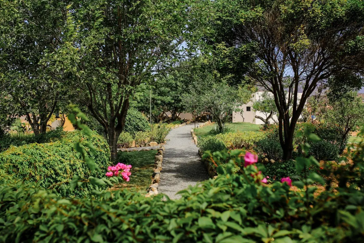 Natural landscape, Garden in Rancho el Parral