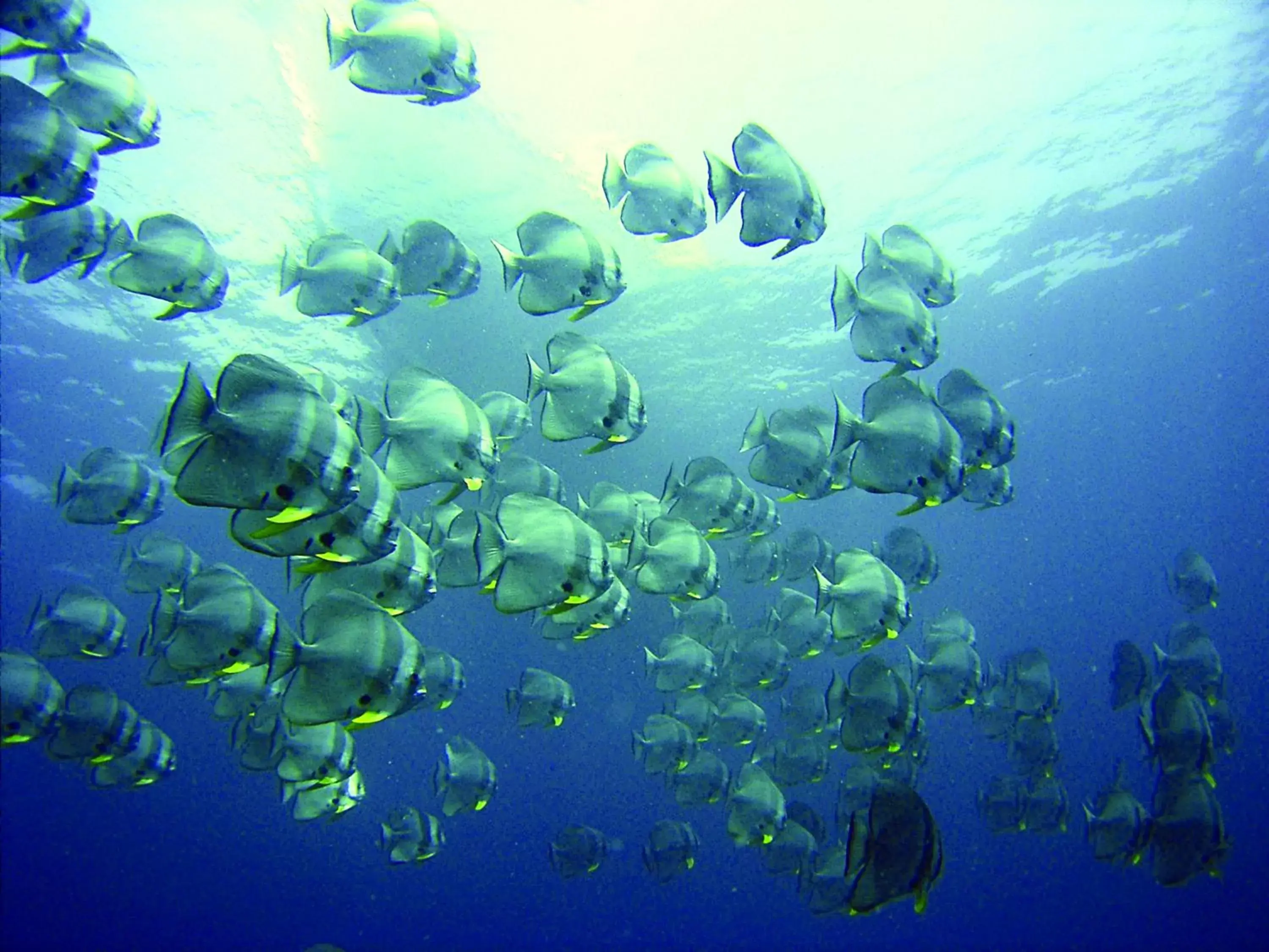 Snorkeling, Other Animals in Baros Maldives