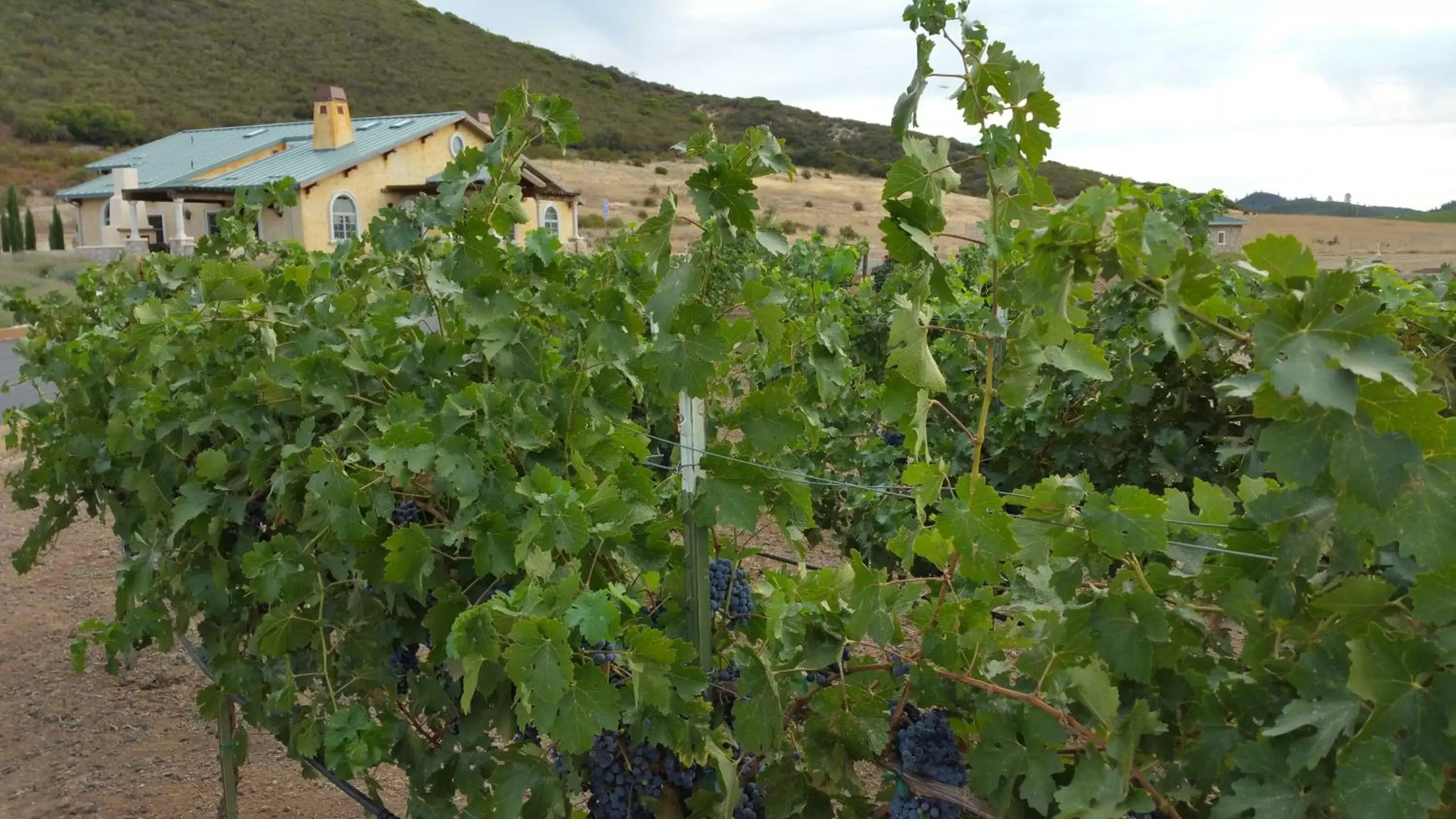 Property building in Thorn Hill Vineyards Villa Suites Property building in Thorn Hill Vineyards Villa Suites