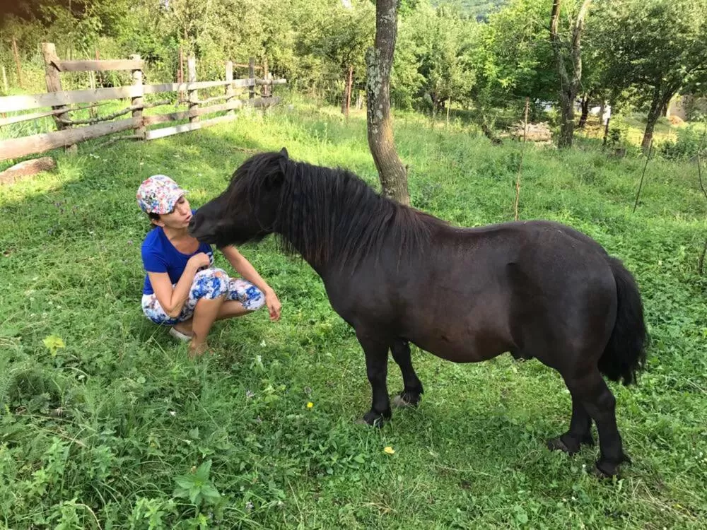 Day, Other Animals in Pensiunea SilvAnka