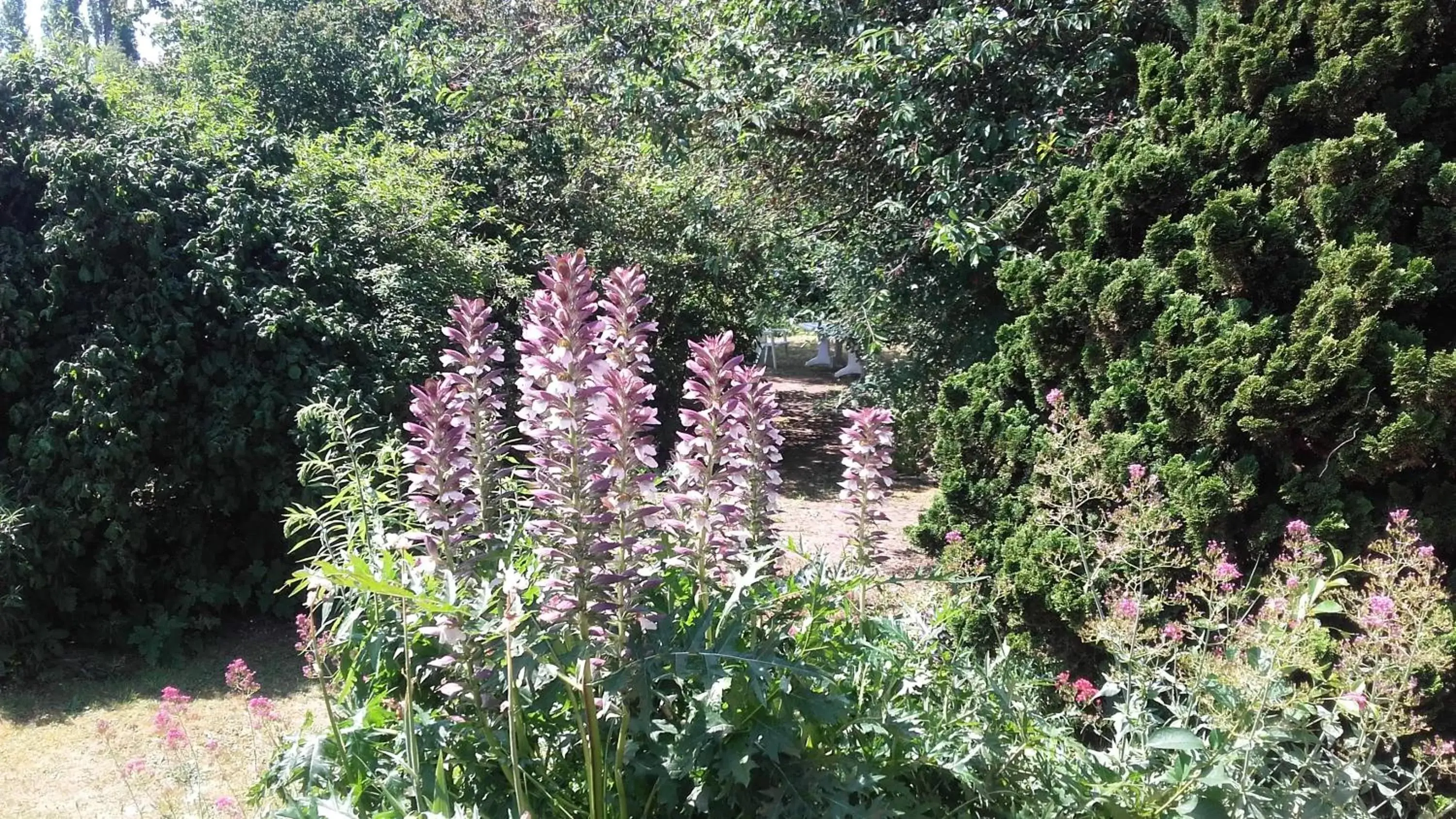 Garden in Chambres du Jardin Fleuri