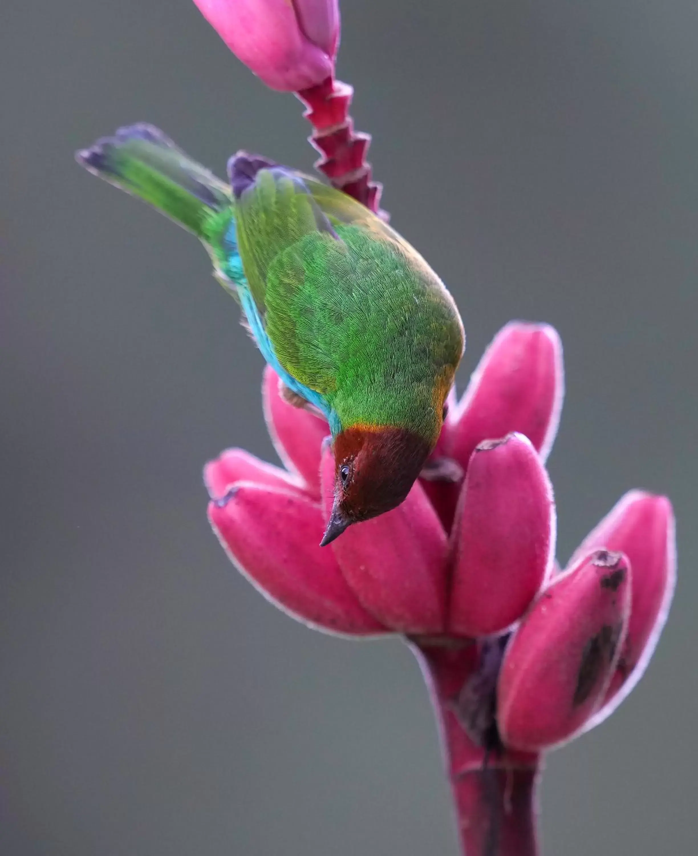 Animals, Other Animals in Arte de Plumas birding lodge