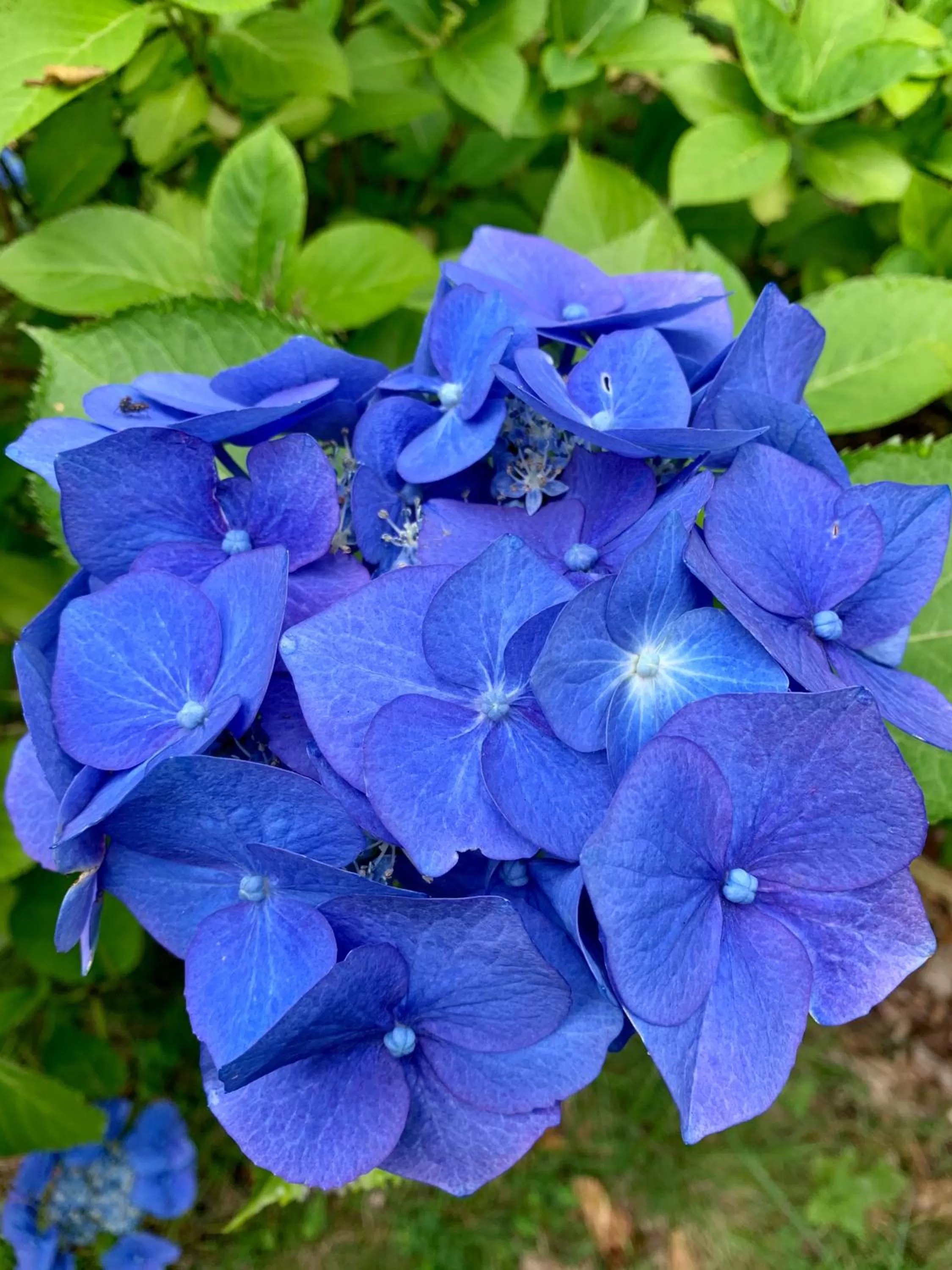 Garden in West Plean House